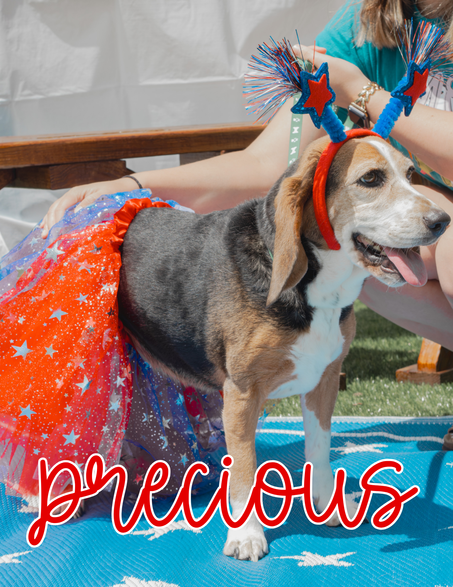 5 years old; female, beagle.