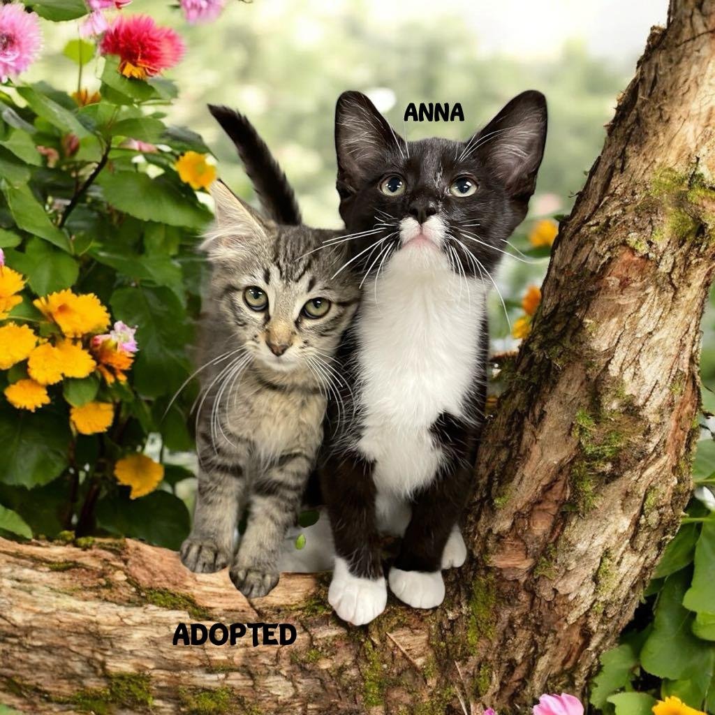 Alice might have been adopted but ANNA is still waiting for her furrever home! ANNA is a 7 week old female Tuxedo American Shorthair!
