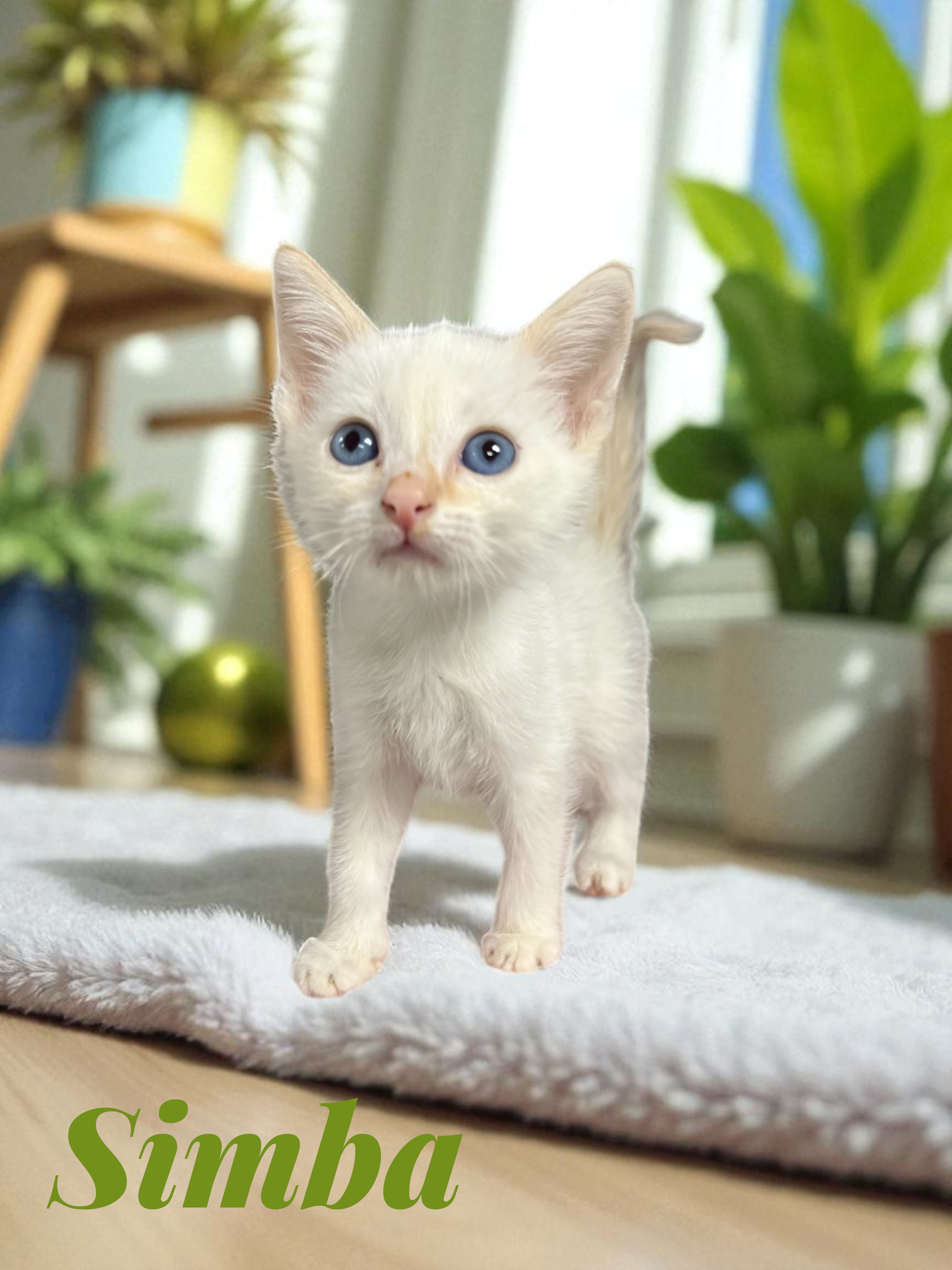 Simba-Photoroom.png