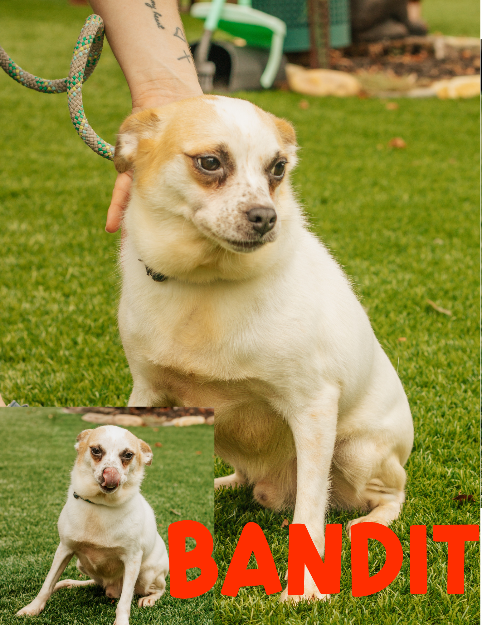 3 Years Old; Fixed Male; Chi x Terrier Mix