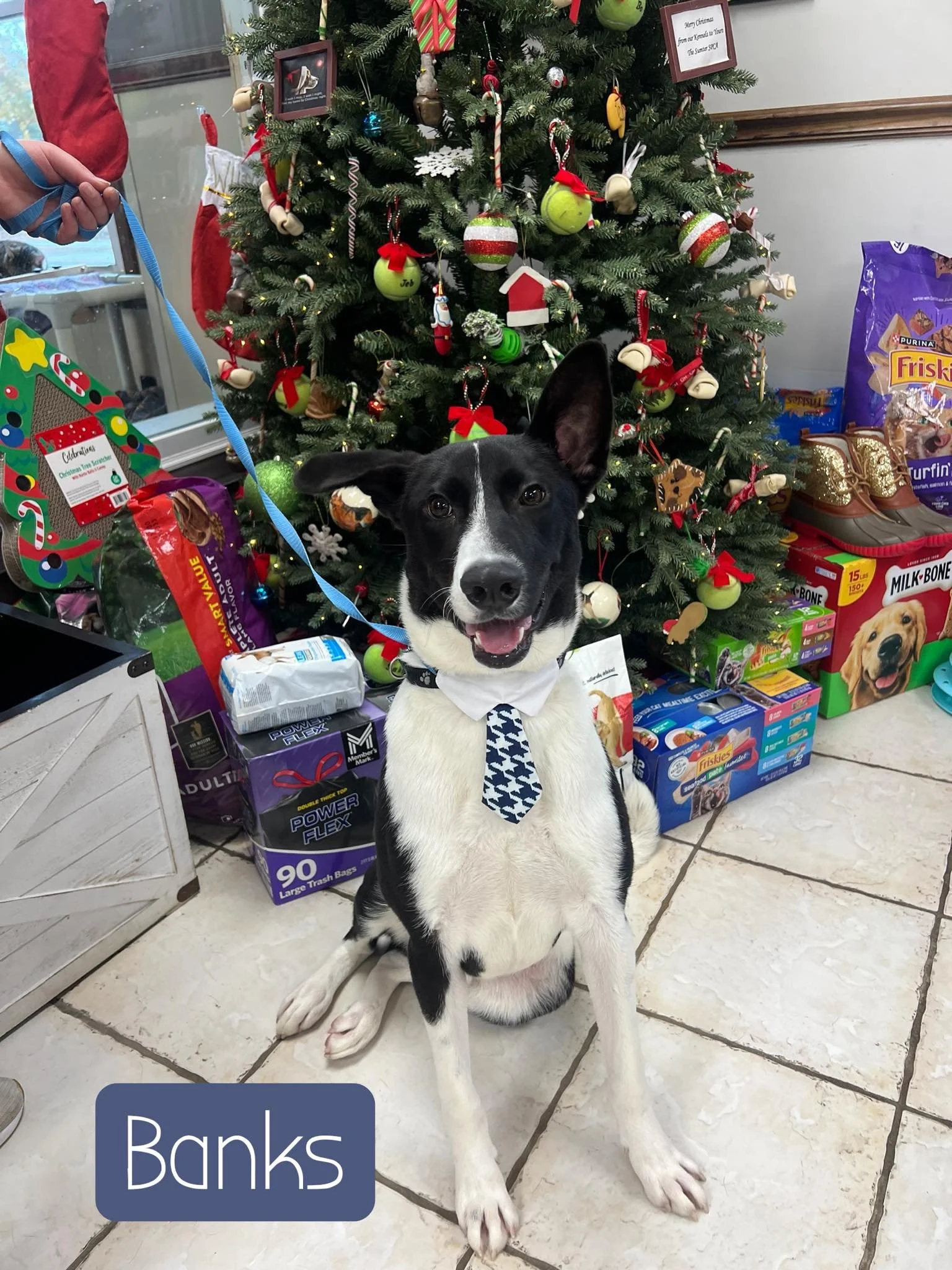 8 Months Old; Fixed Male; Mixed Breed