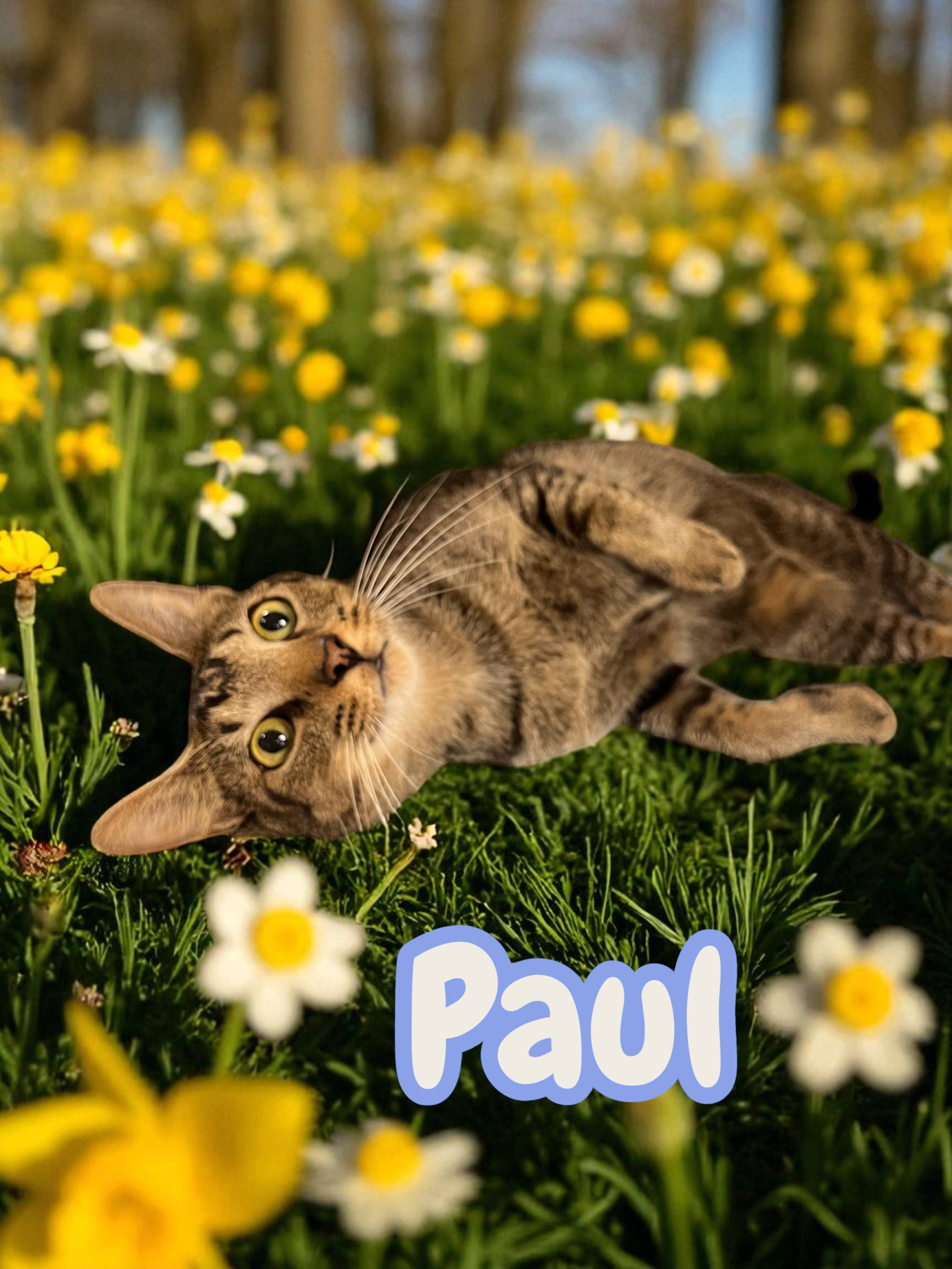 Say hello to PAUL βΊοΈ Paul is a 1 year old, American shorthair cat looking for a new home to call his own! He is good with kids and plays well with other cats. SPARKLE is his litter mate. Paul is neutered and ready to be adopted at the Sumter S.P.C.A.