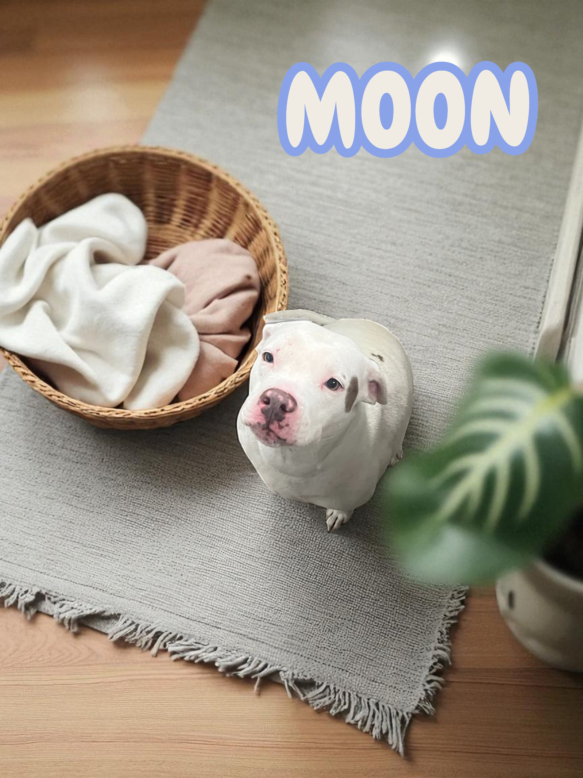 Meet MOON π She is a 4 year old, pittie mix. She is housebroken, good with kids and other dogs too. She's spayed and ready to find a new home. Come check her out at the Sumter S.P.C.A. πΎ