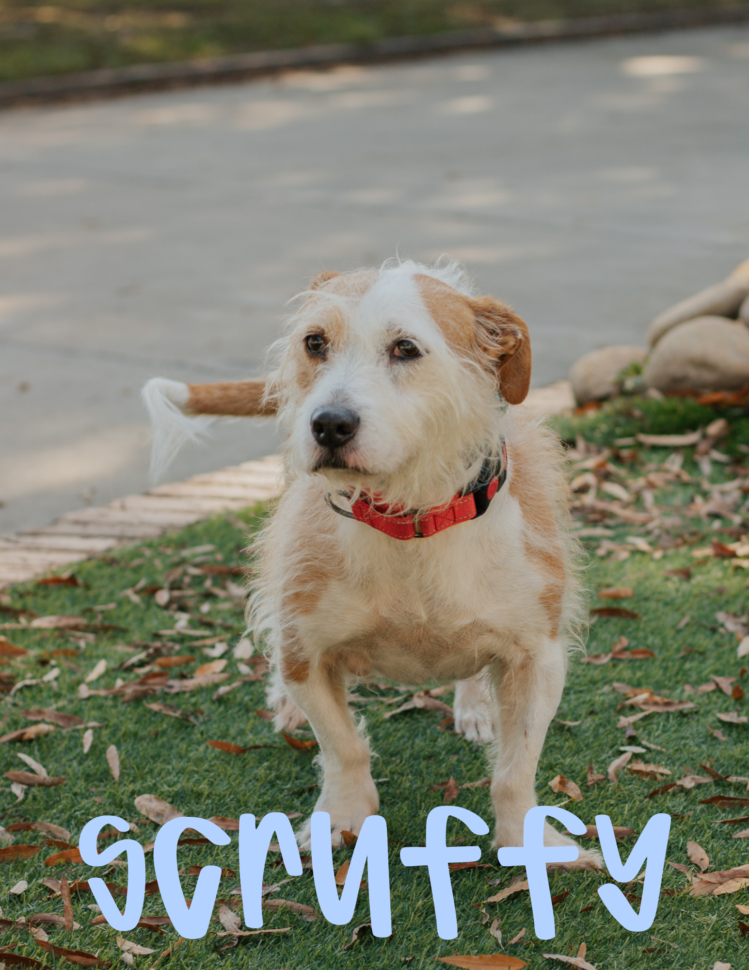 6 Years Old; Terrier x Corgi; Fixed Male