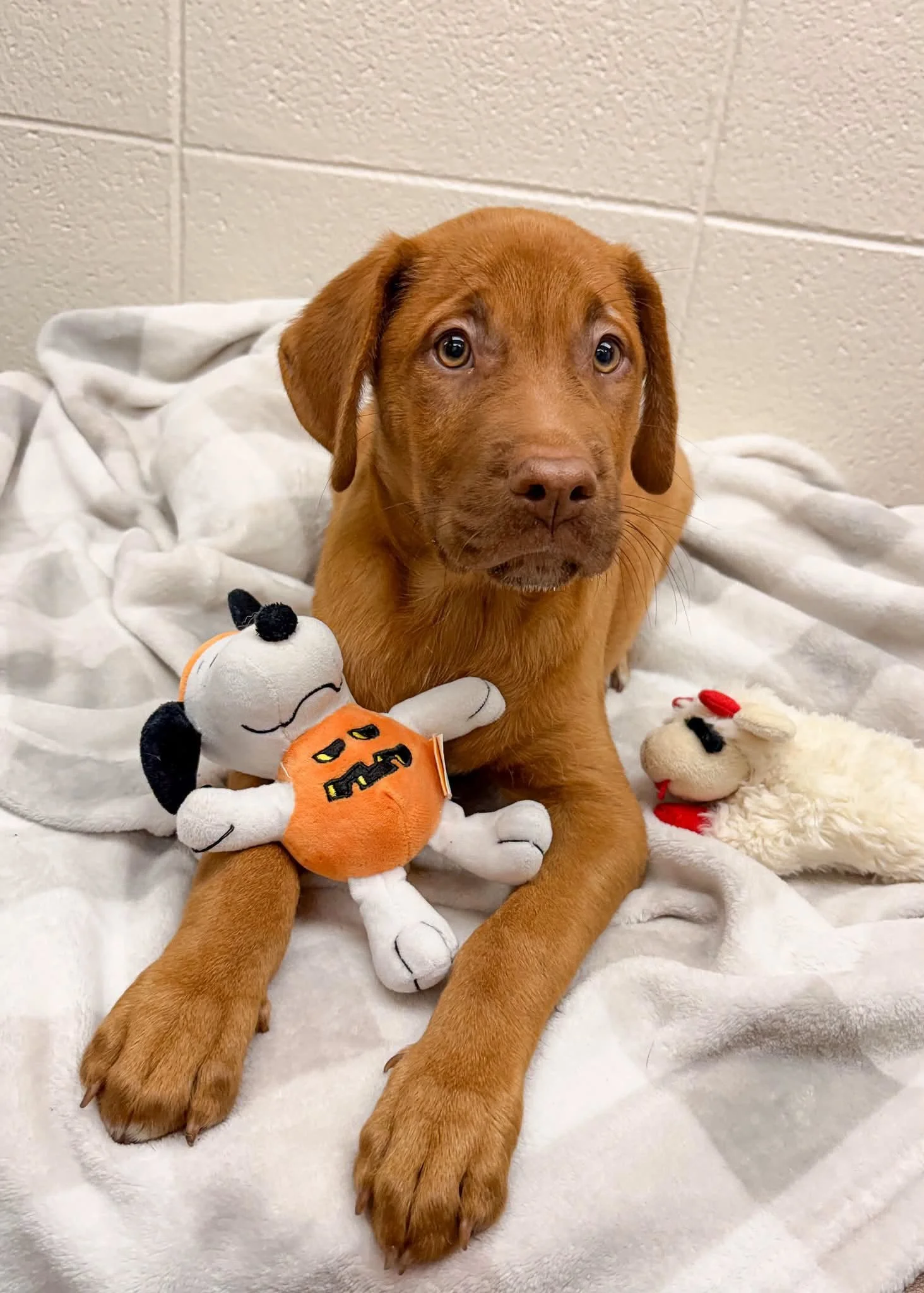 DUKE
4 Months Old; Lab X; Male