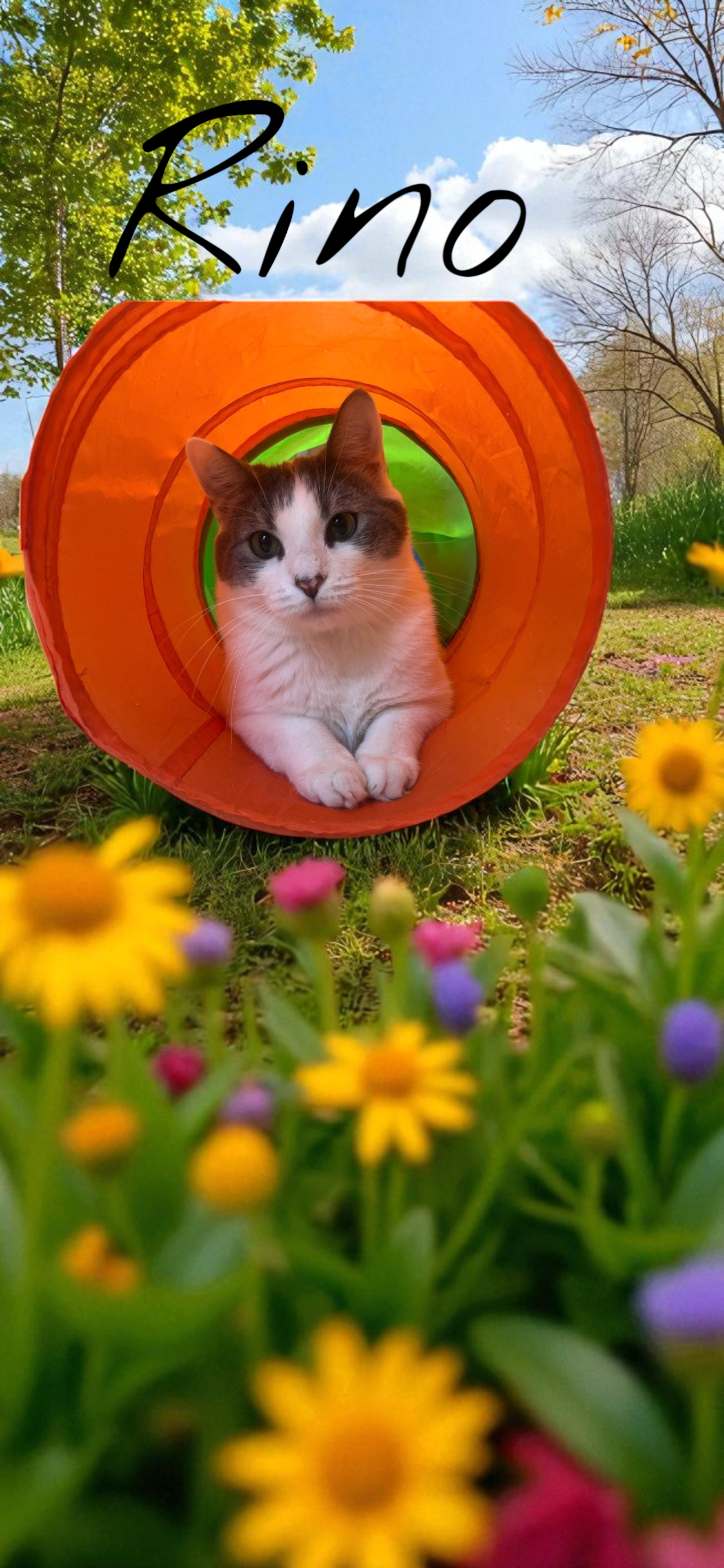 Rinocat.png