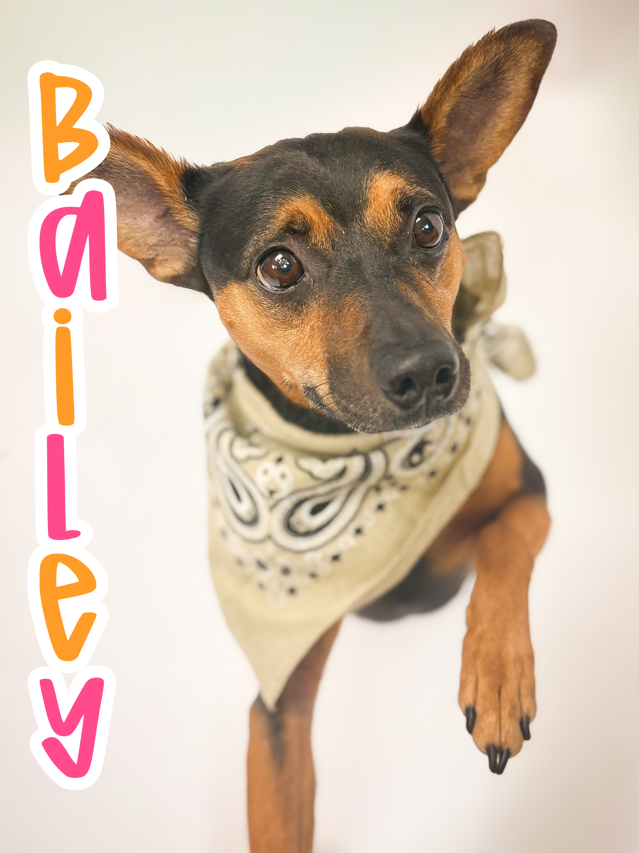 6 Years old, FIXED MALE, Miniature Pinscher