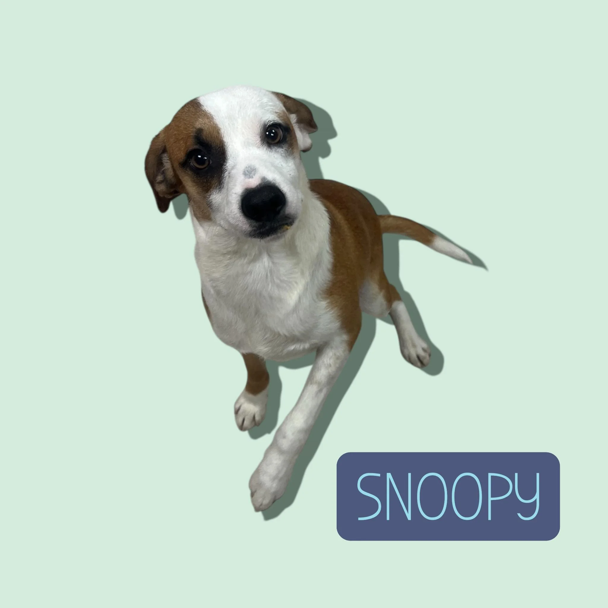 6M; Male; Adoption Available on 1/16/26