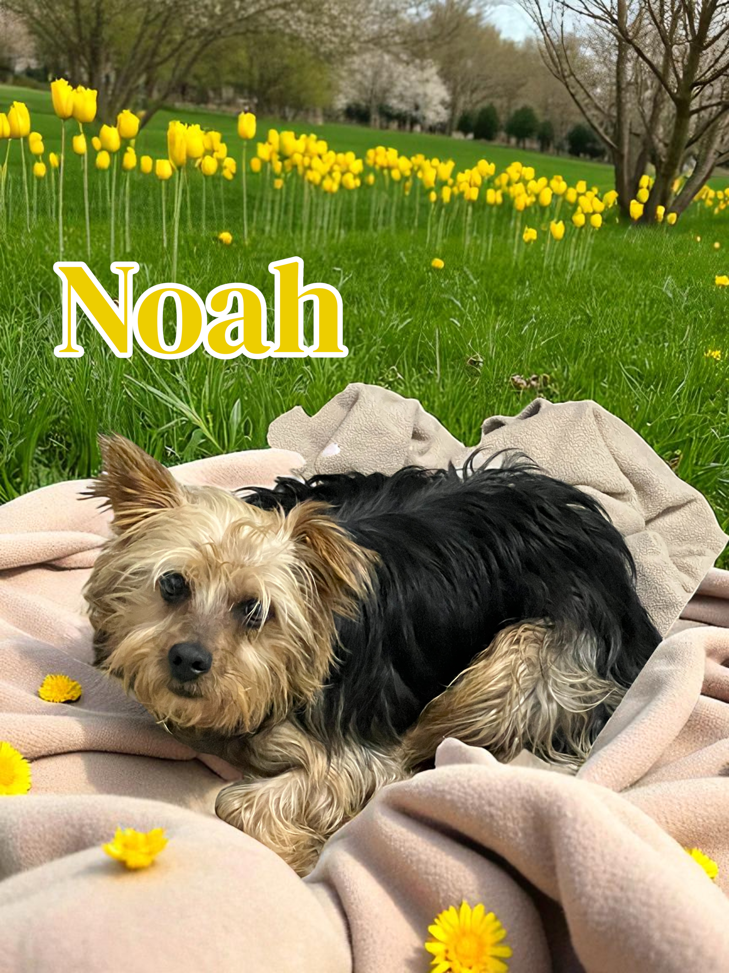 noah-Photoroom.png