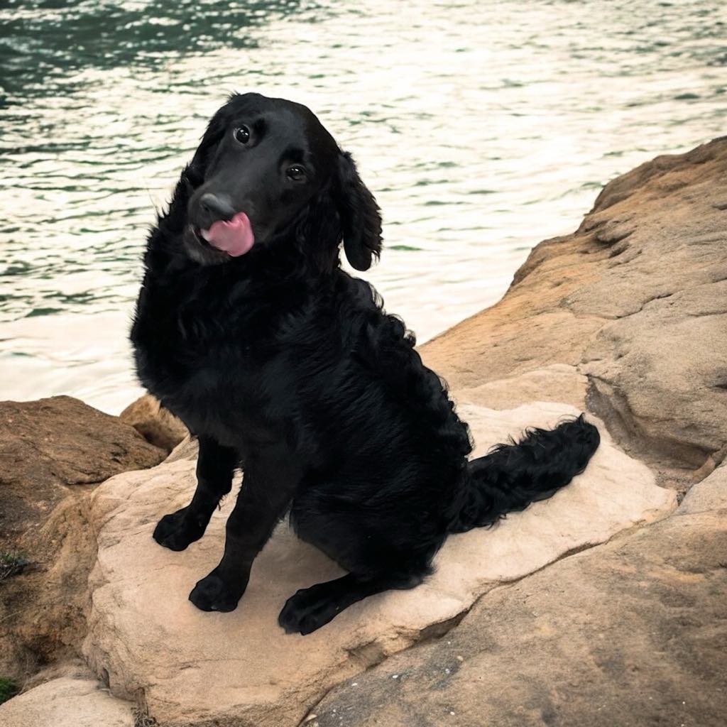 My name is ACE and I am a 7 month old male black Irish Setter and Poodle mix! I am housebroken, good with kids, dogs, and cats! I am a very cuddly and friendly boy who loves to gives hugs! I can be quite goofy sometimes as you see by my photo but a f