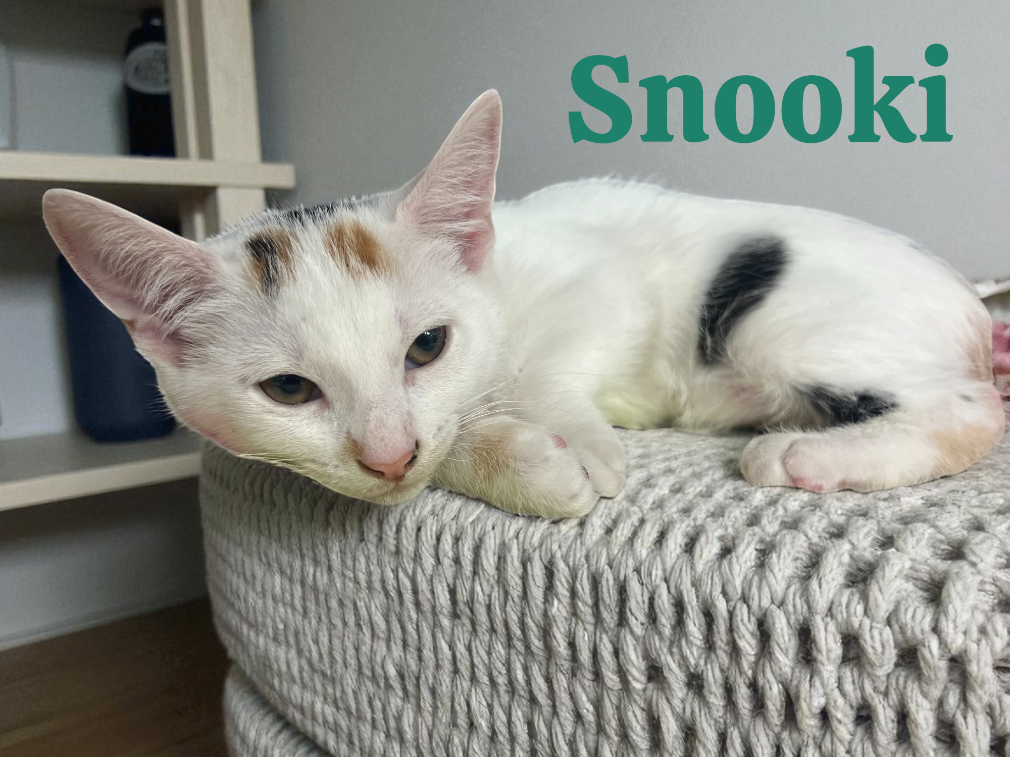 Meet SNOOKI π₯° Snooki is an 11 week old, female American shorthair kitten. She is available for adoption at the Sumter S.P.C.A. πΎ Come check her out!