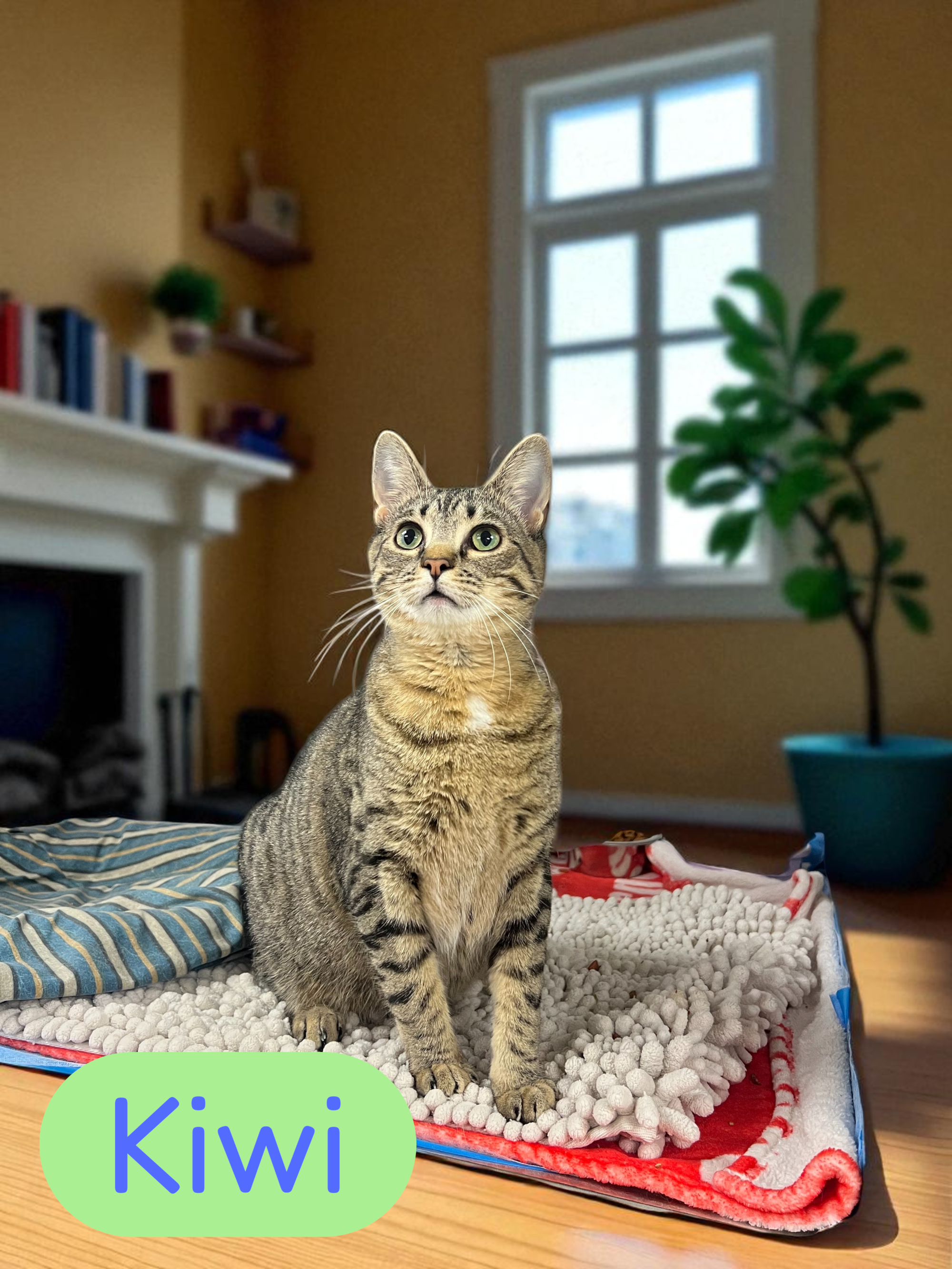 Meet KIWI π₯ Kiwi is an 8 month old American shorthair looking for a family to call her own! She is great with other cats and dogs too. Come check her out at the Sumter SPCA!