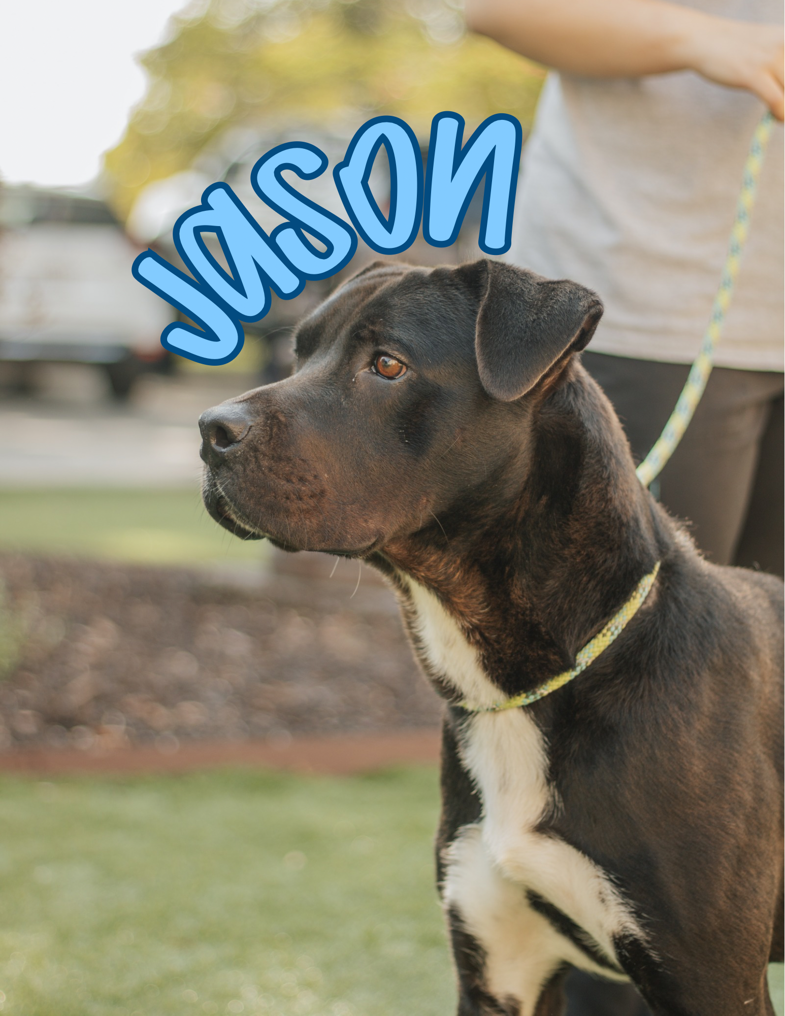 1 Year Old; Male; Lab x Pitt