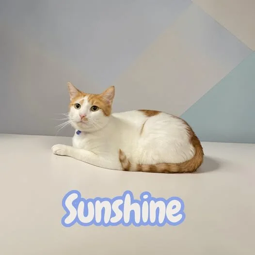 Meet Sunshine
2 Years
Spayed Female
Adoption Available 
Apply online or in person!