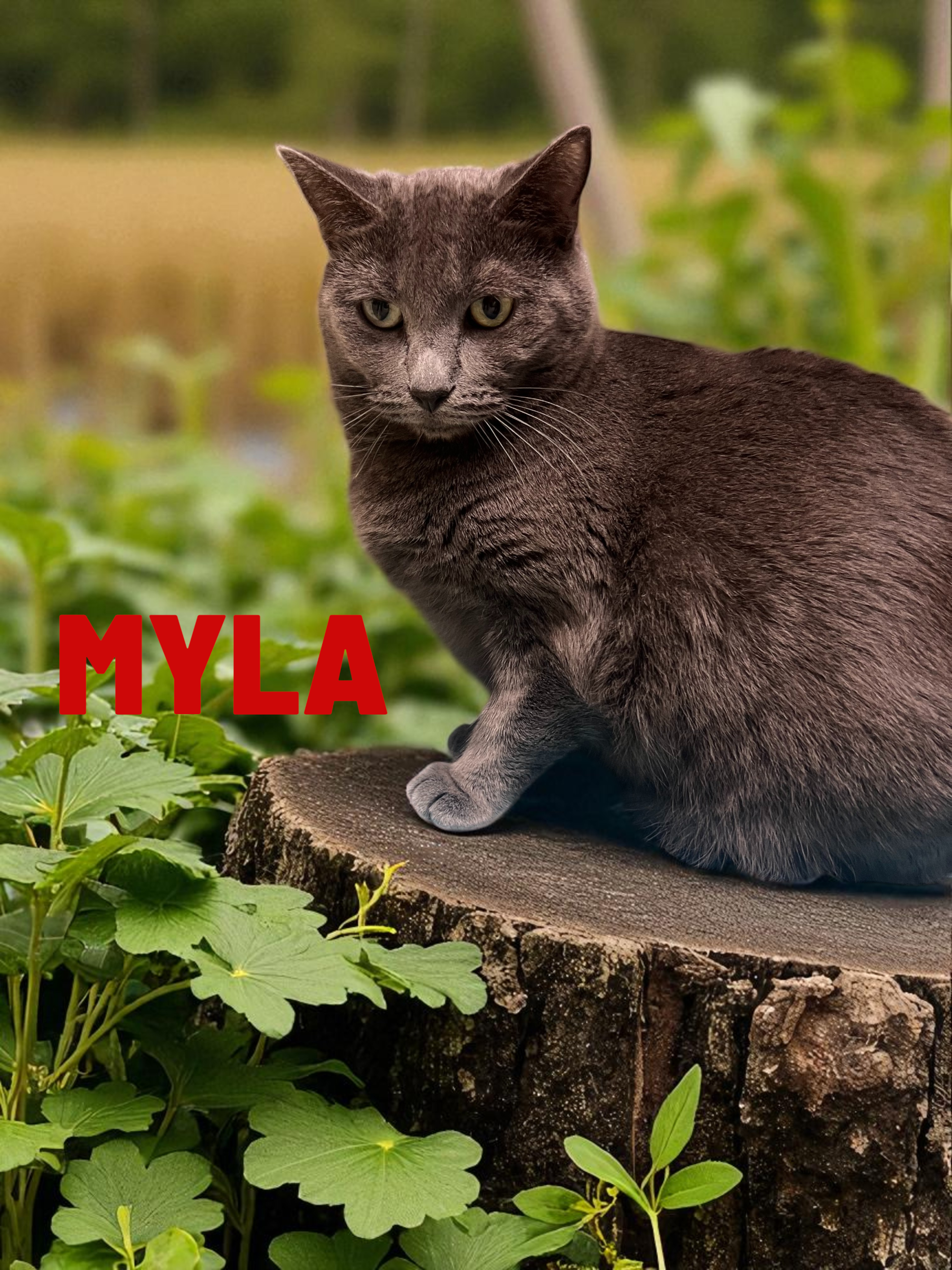 myla-Photoroom.png
