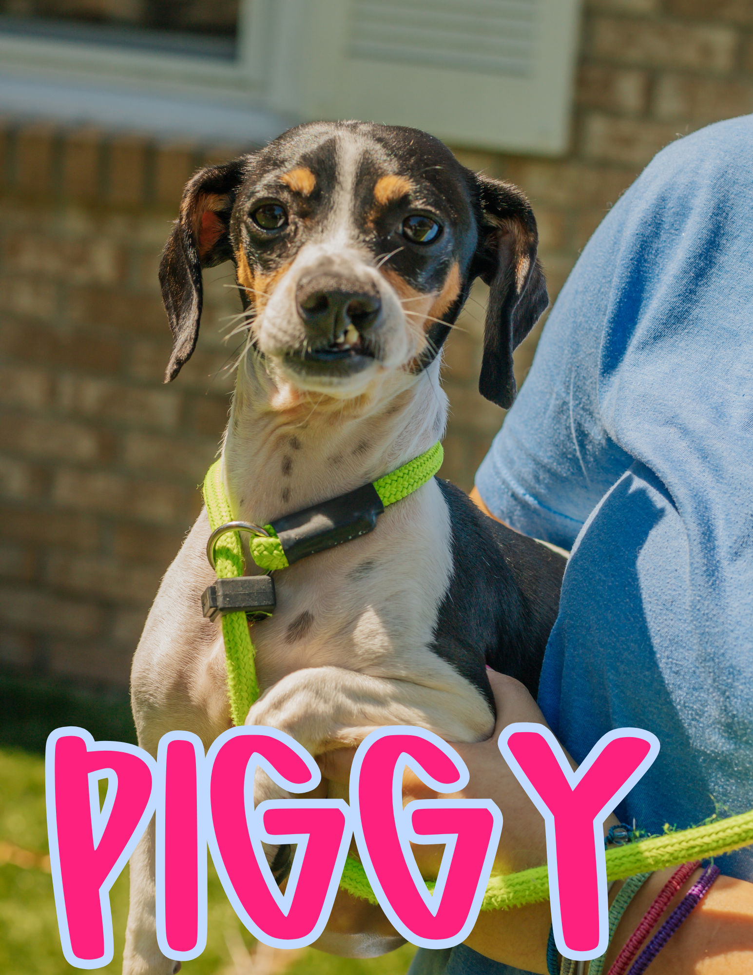 2 YEARS OLD; SPAYED FEMALE; DACHSHUND  MIX