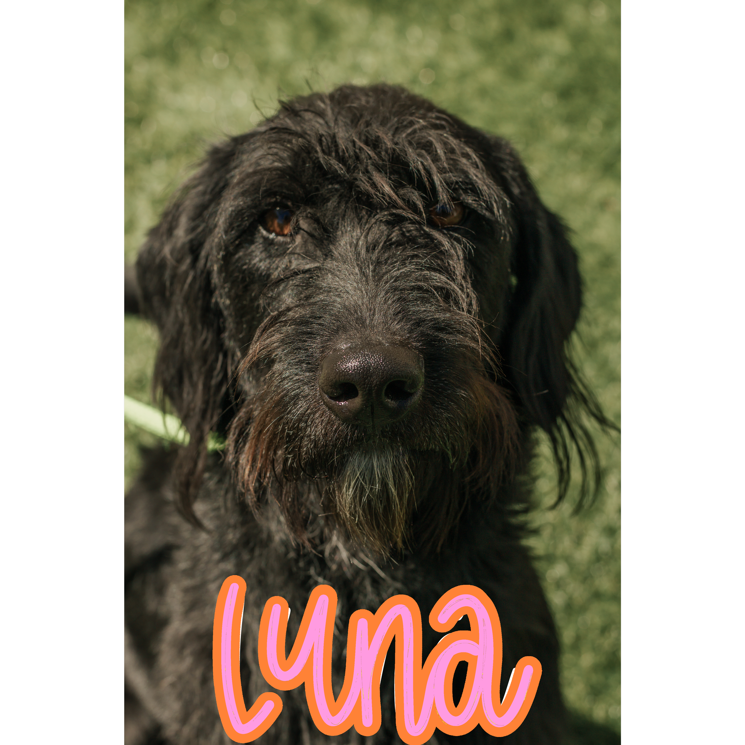 2 YEARS OLD; SPAYED FEMALE; TERRIER X LAB