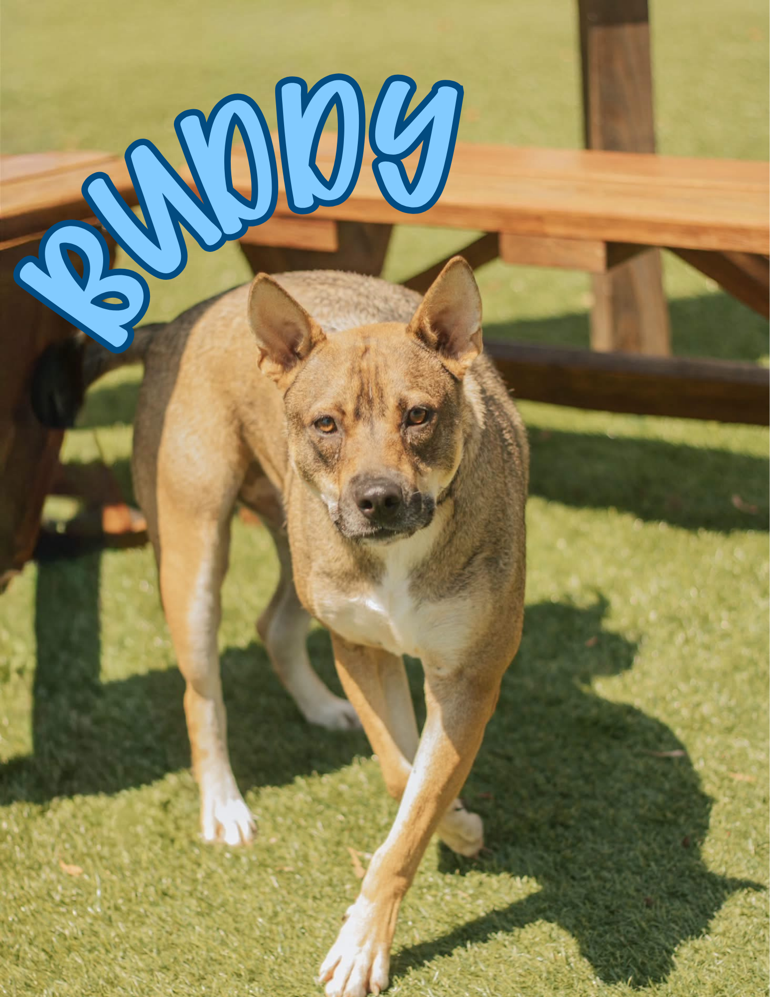 1 Year Old; Altered Male; German Shepherd Mix