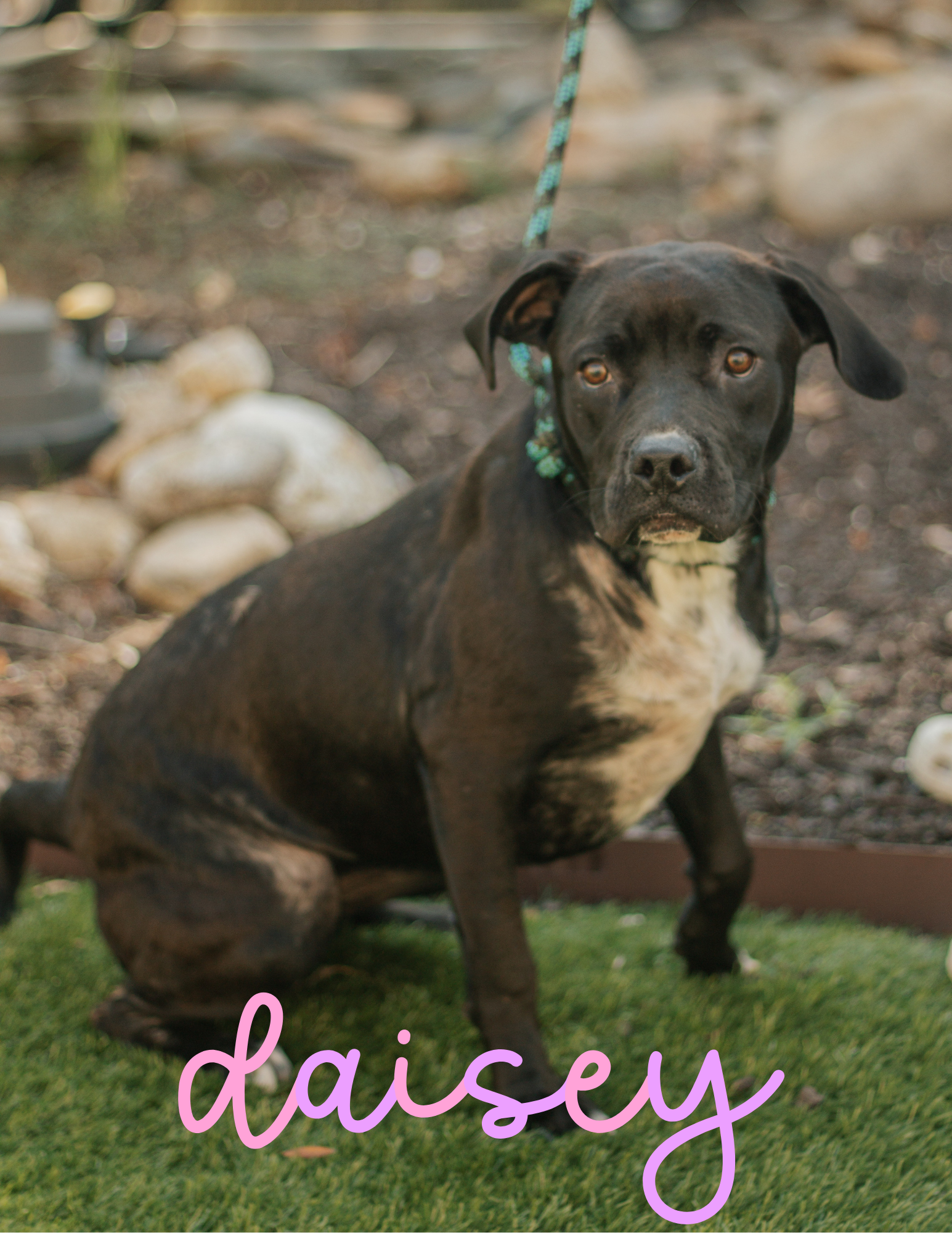 1 Year Old, FEMALE; Lab x Pitt Mix