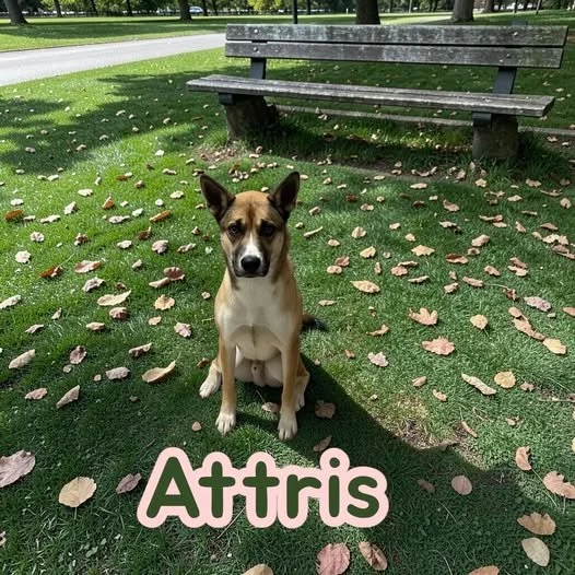 Meet Attris
2 Years Old
Microchipped
Male Fixed
Adoption Available