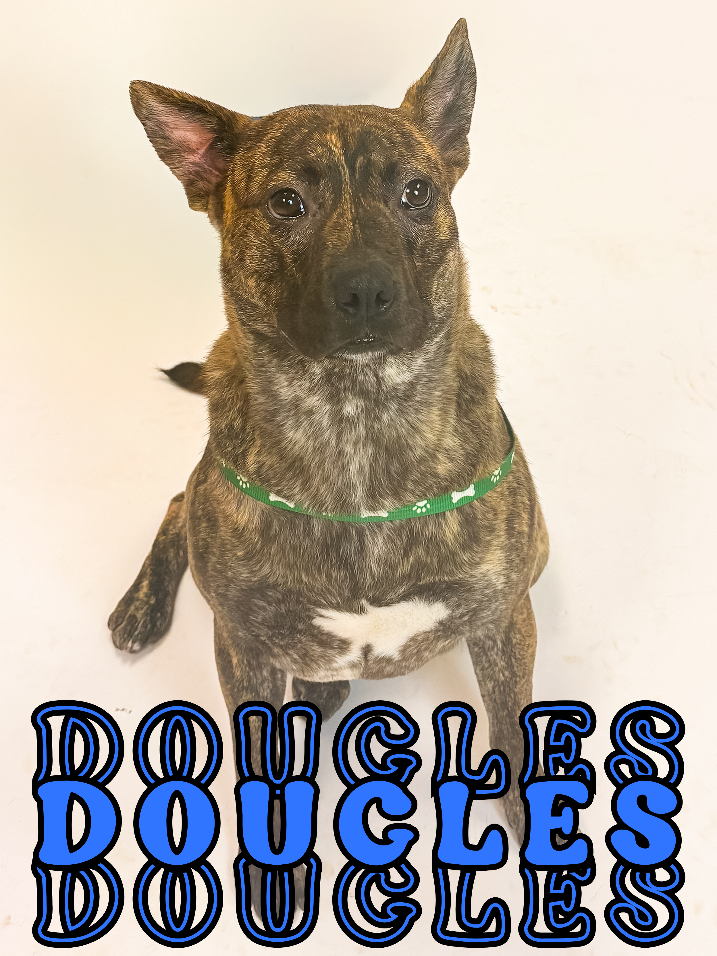 6 months old; FIXED MALE; boxer mix, good with kids, housebroken, good with dogs