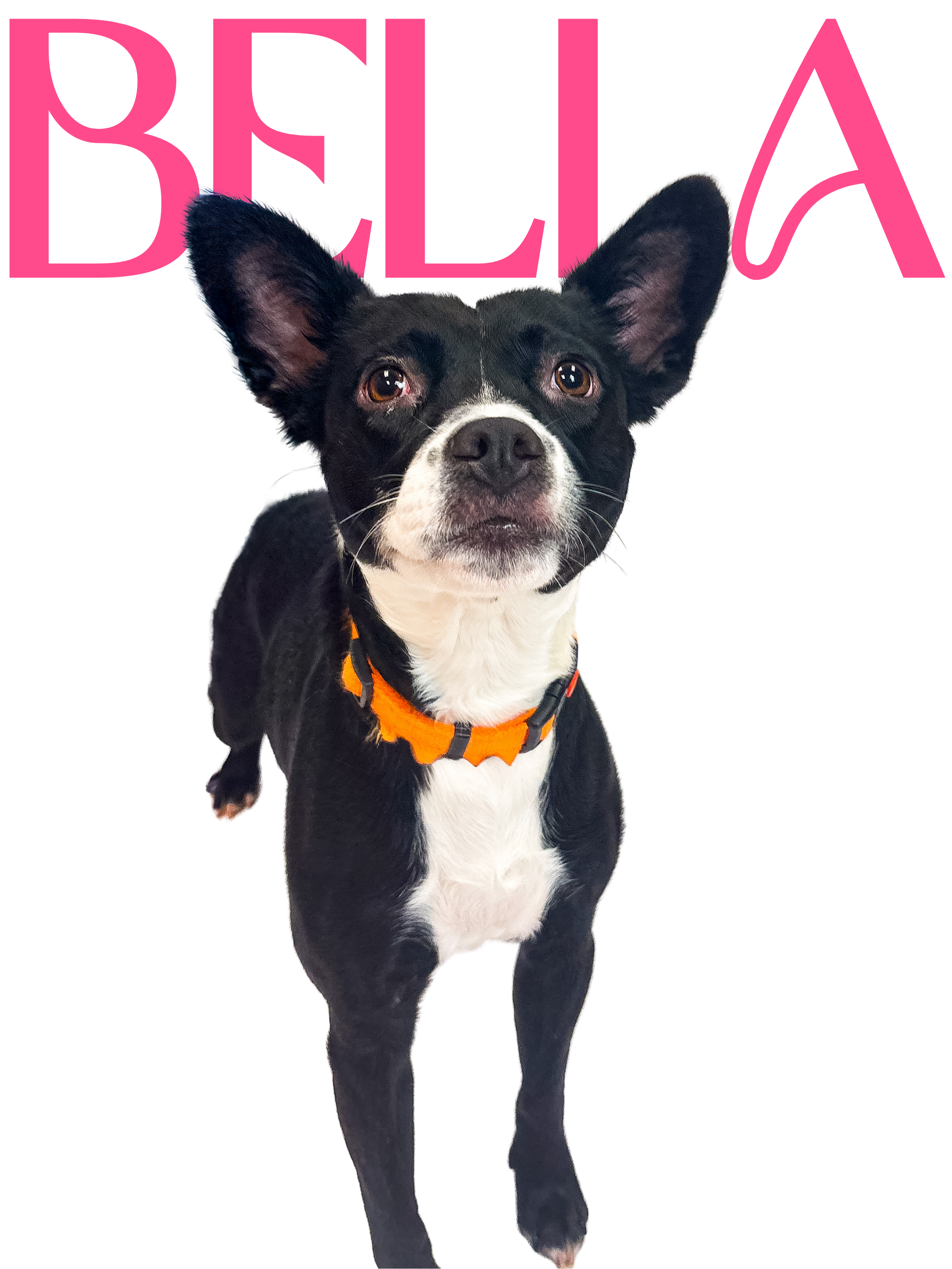11 Months; FIXED FEMALE; Mixed Breed, Good with kids and dogs, housebroken