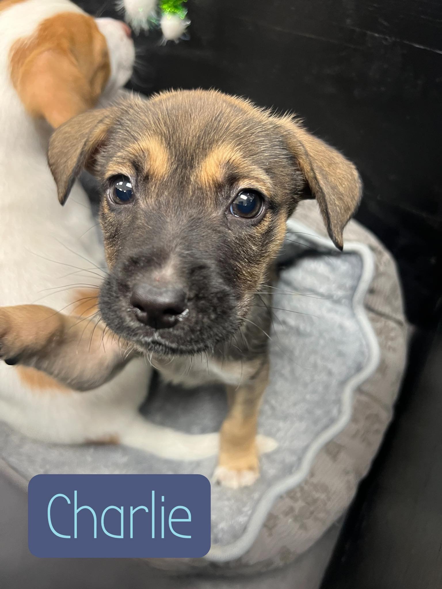 7 Weeks; Male; Australian Shepherd Mix