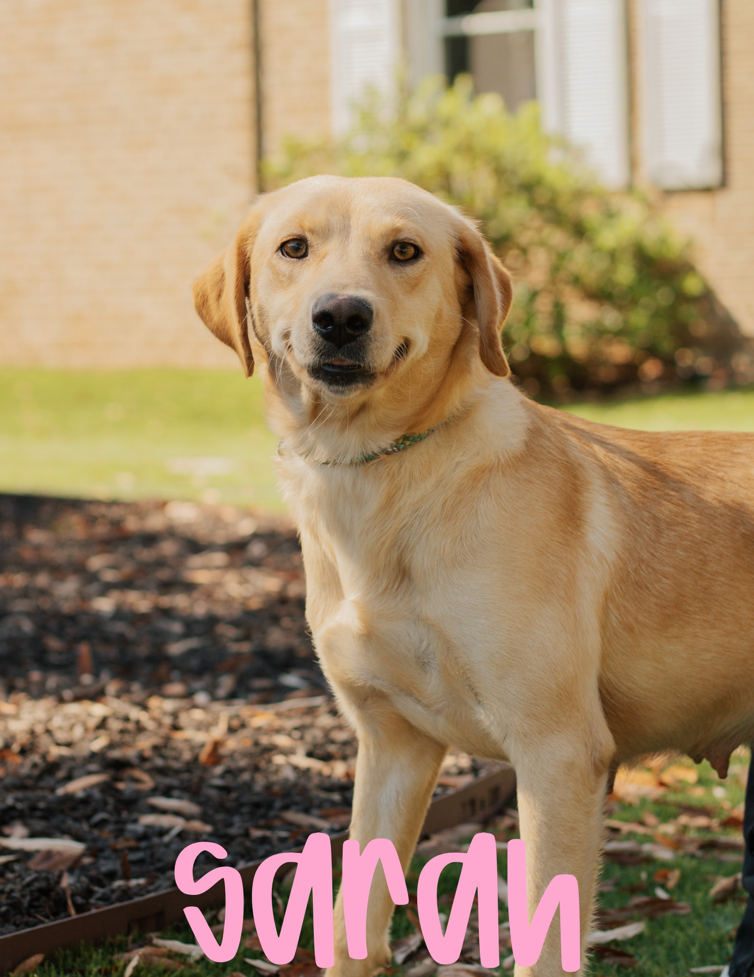4 year Old; Lab Mix; Female