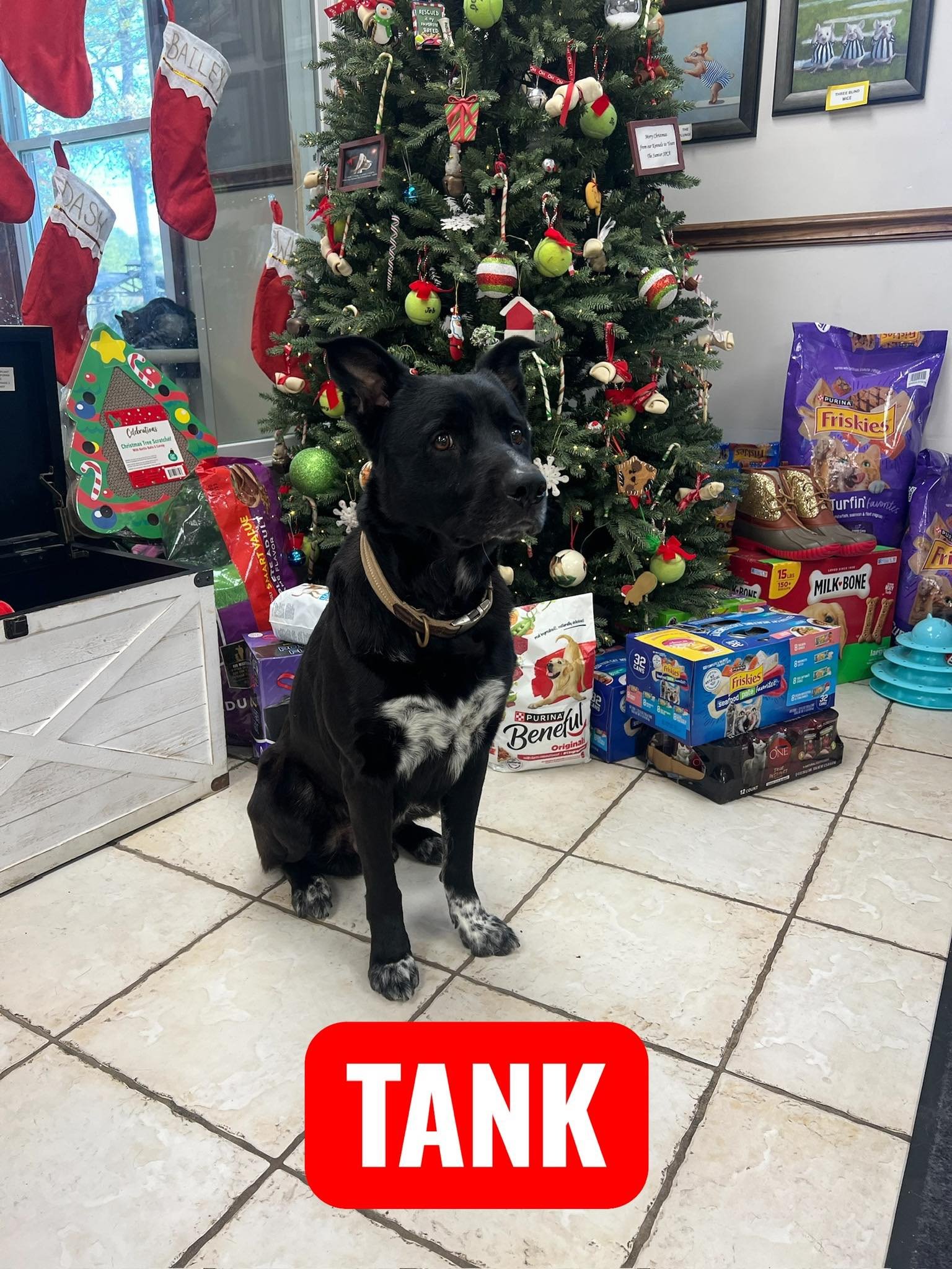 7 years old; Male; Mixed Breed