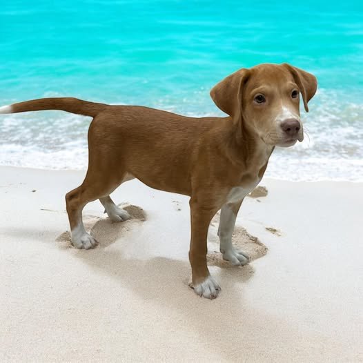 My name is DAISY and I am a 10 week old tan and white female Hound and Pit mix! I too have a sister here with me her name is FOXY! I am very observant, I love watch what you’re doing at all times, I’m friendly, cuddly, and I’d make a great companion!