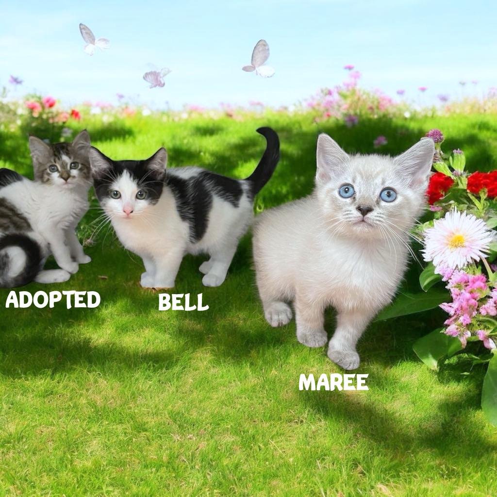 BELL is a 9 week old female Tuxedo American Shorthair! She is housebroken and good with other cats! Maree is a 5 week old male tabby point Siamese. He is housebroken and good with other cats as well!