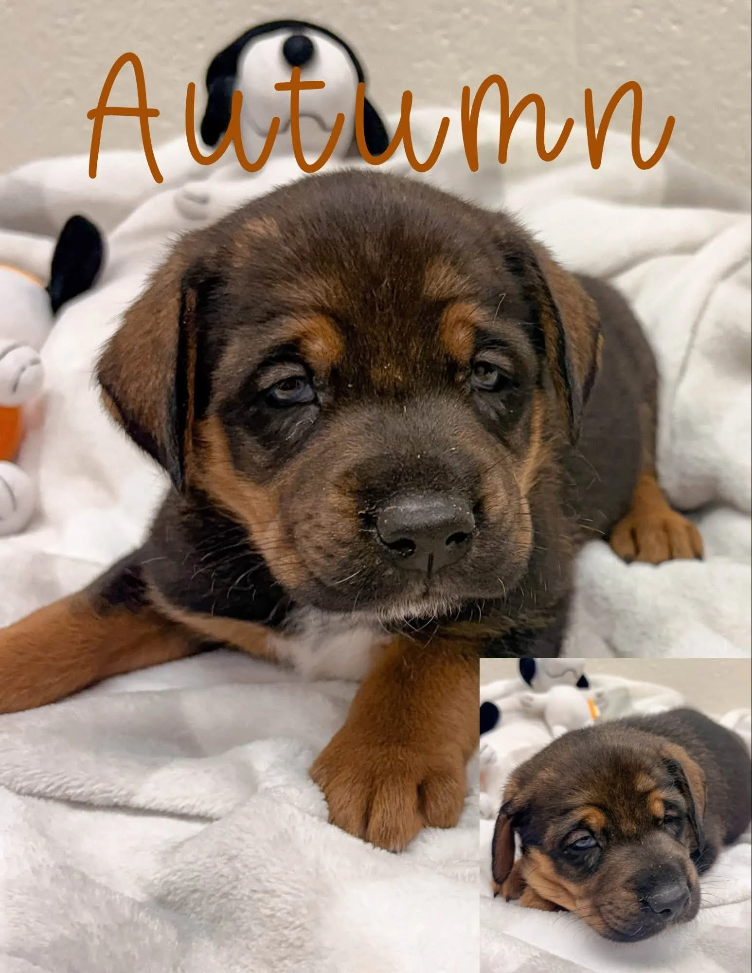 8 Weeks Old; German Shepherd x Lab;Female