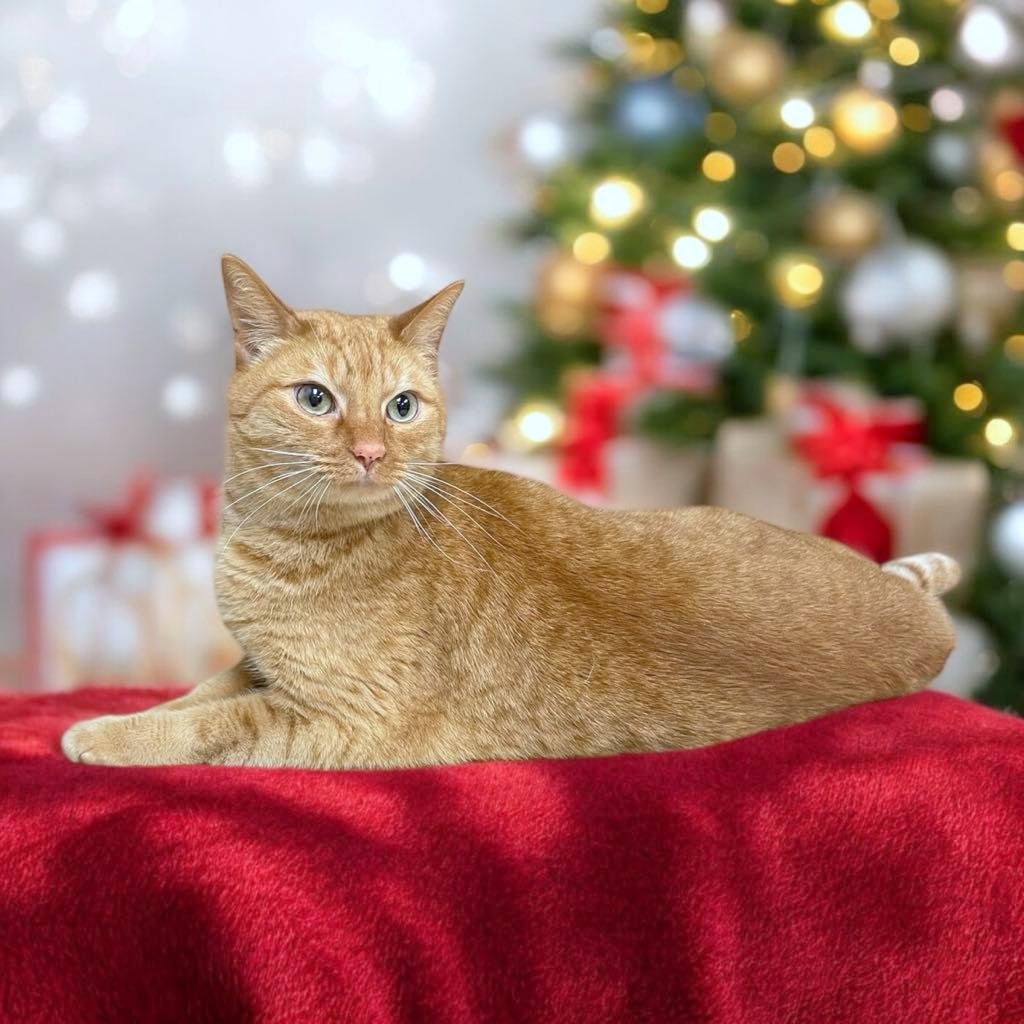 My name is RUSTY and I am a 4 year old male orange American Shorthair Tabby!