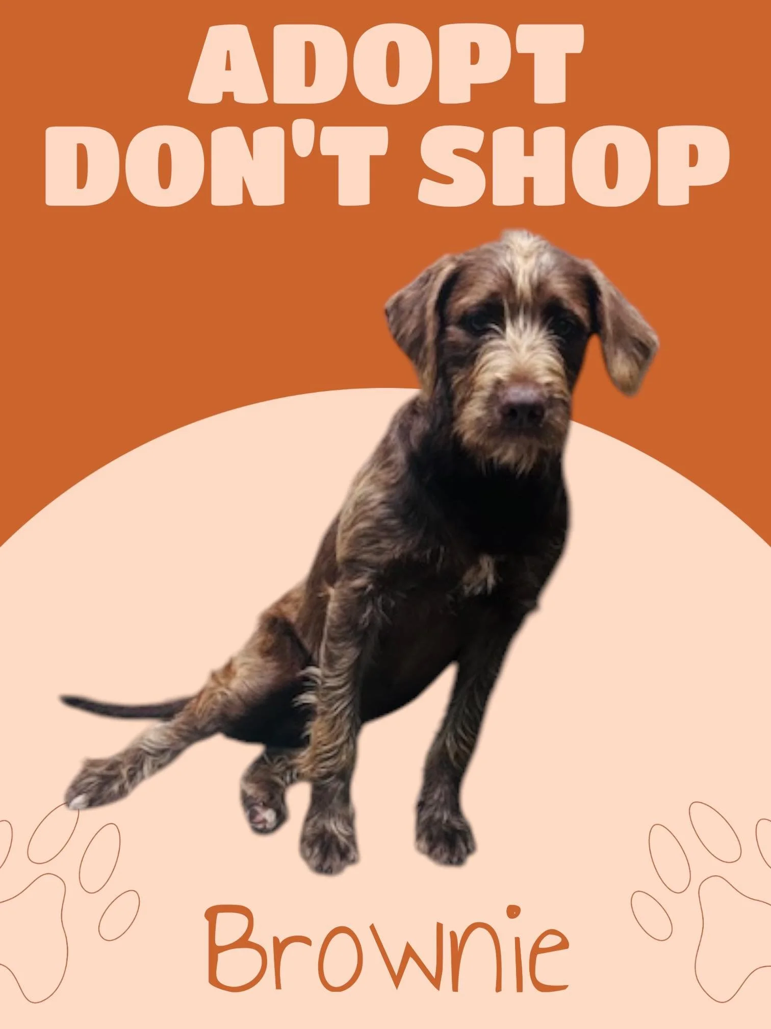 My name is BROWNIE. Brown Terrier/ Doodle mix. I’m roughly 1 years old. Per the family that found me, I’m good with kids, cats and other doggies. I’m a very sweet & shy girl. I’d love a home of my own. I’m due to be spayed this week. Also heart worm 