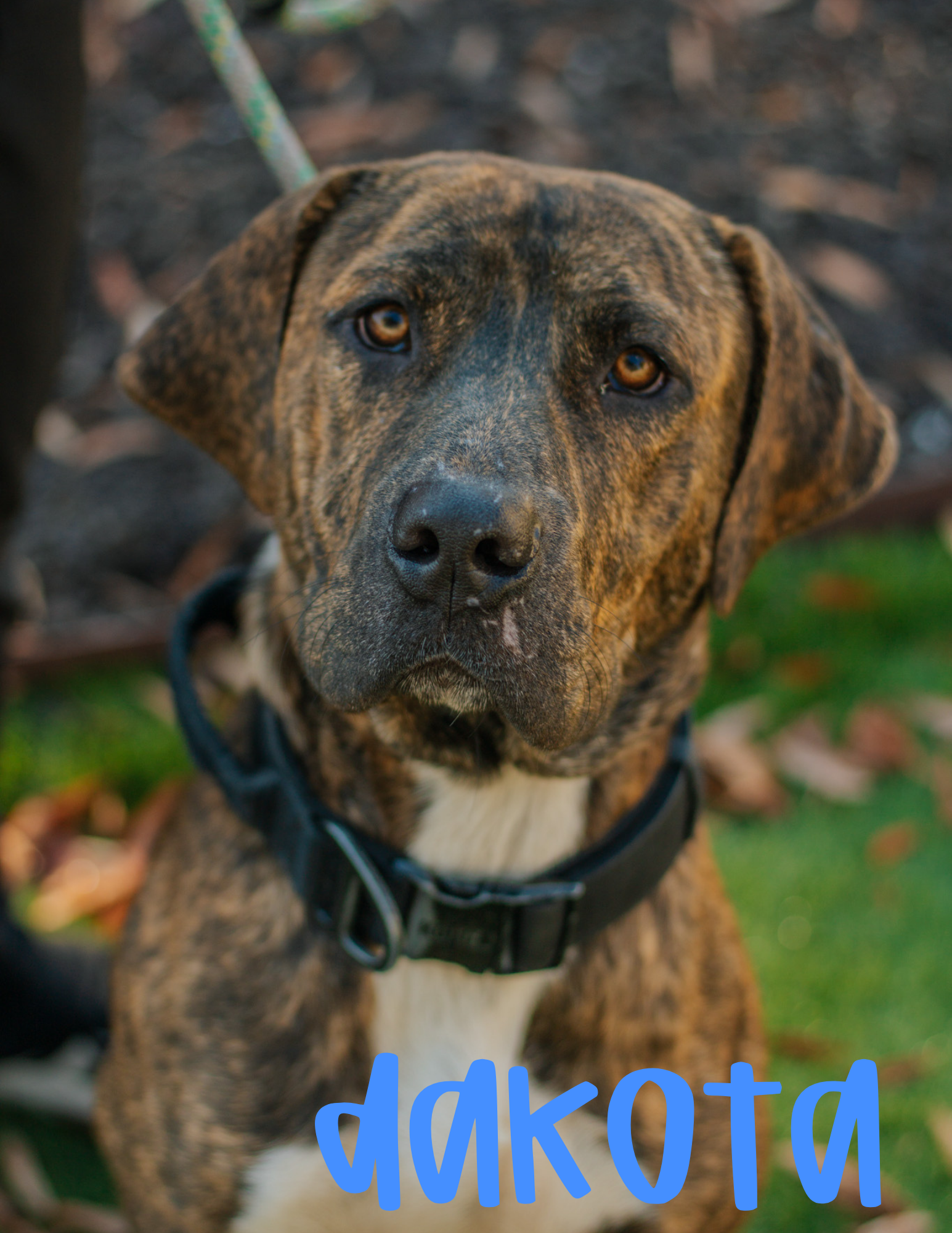2 Years Old; Mastiff X; Male