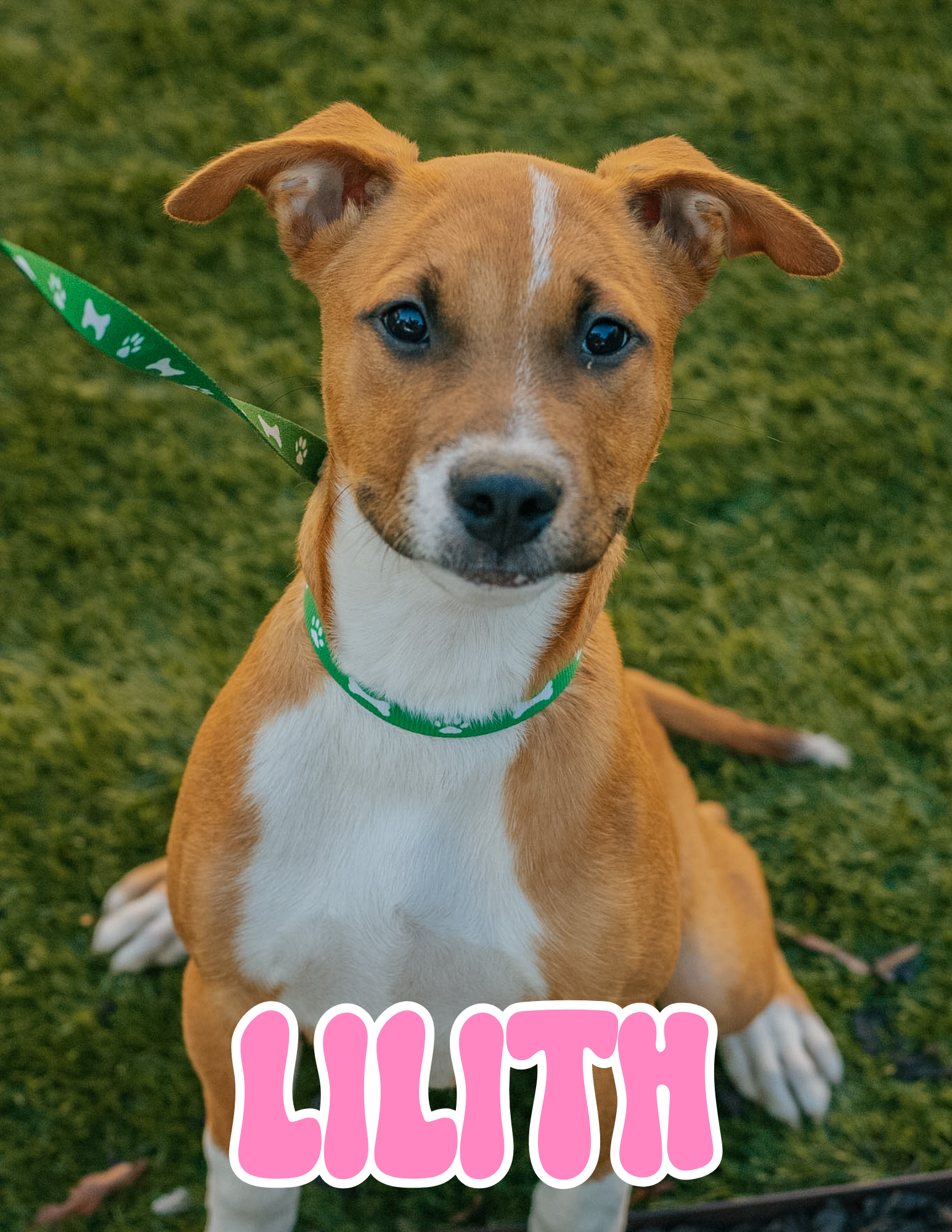 3 MONTH OLD; FEMALE; PITT MIX
