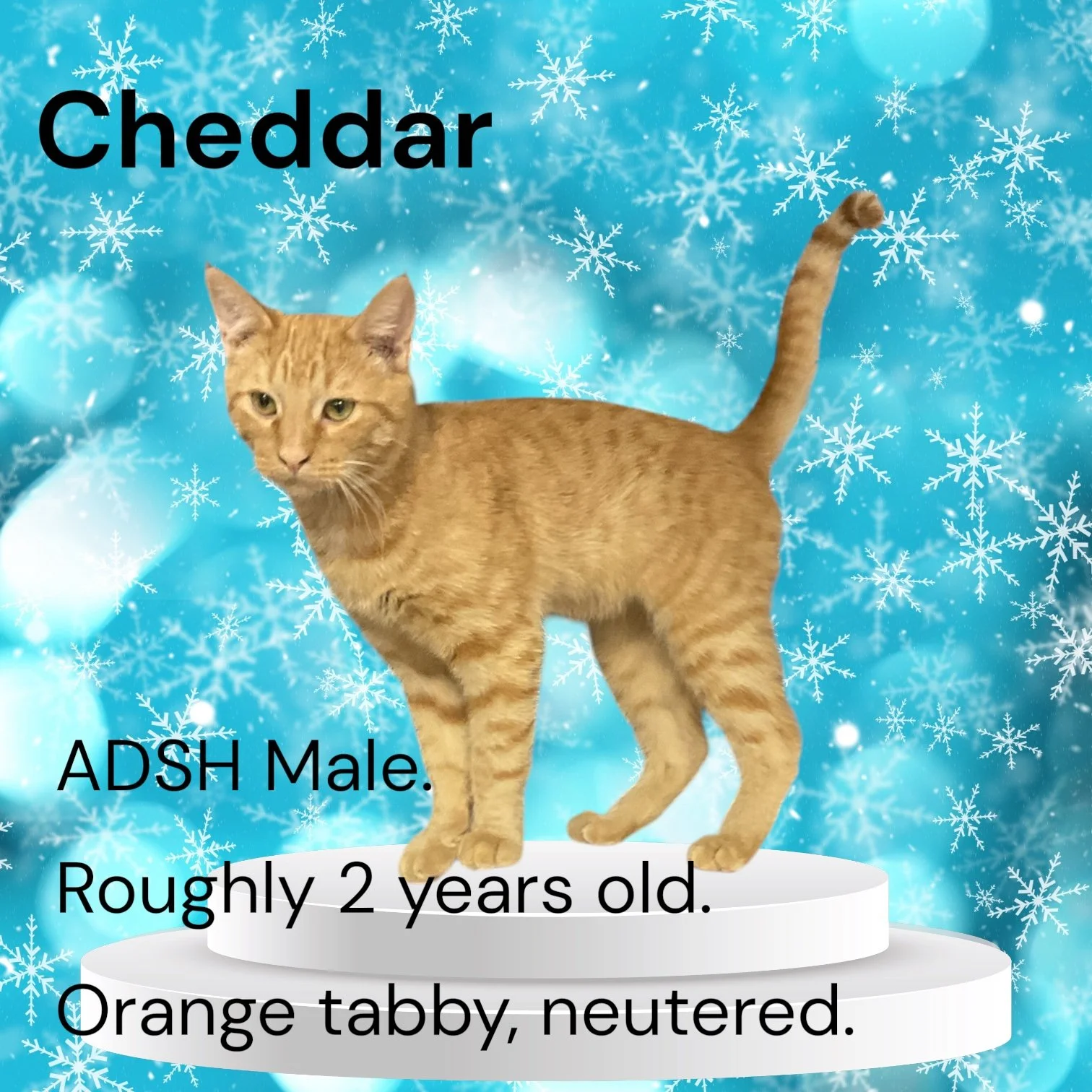 My name is Cheddar. I am around 2 years of age. Orange tabby American Domestic Shorthair. Neutered. I'm a good boy but some will say I play a little rough with the other kitties. However, I share a large kennel with 3 other cool cats! I would love a 
