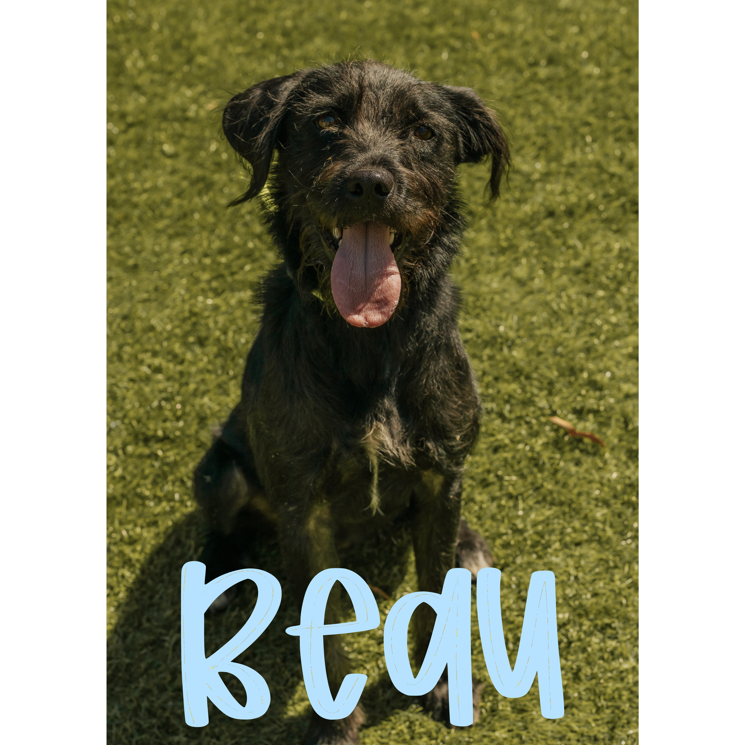 8 MONTHS OLD; MALE; TERRIER X LAB