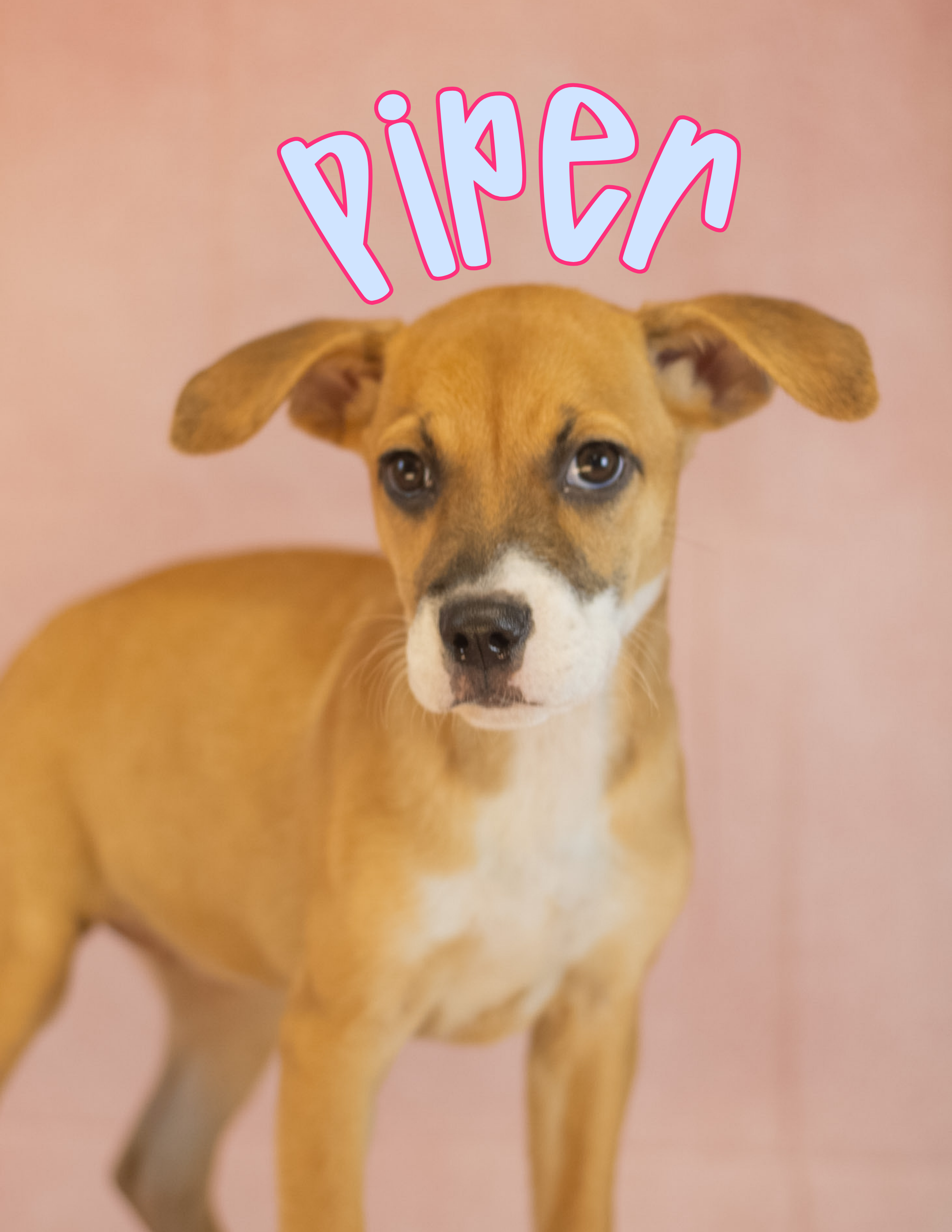 2 Months old; Female; Lab Mix
