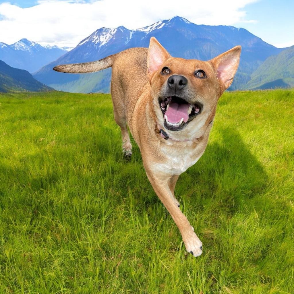 Mitzi is a 4 year old tan and black female Chi mix! She is good with kids, other dogs, and she is housebroken!