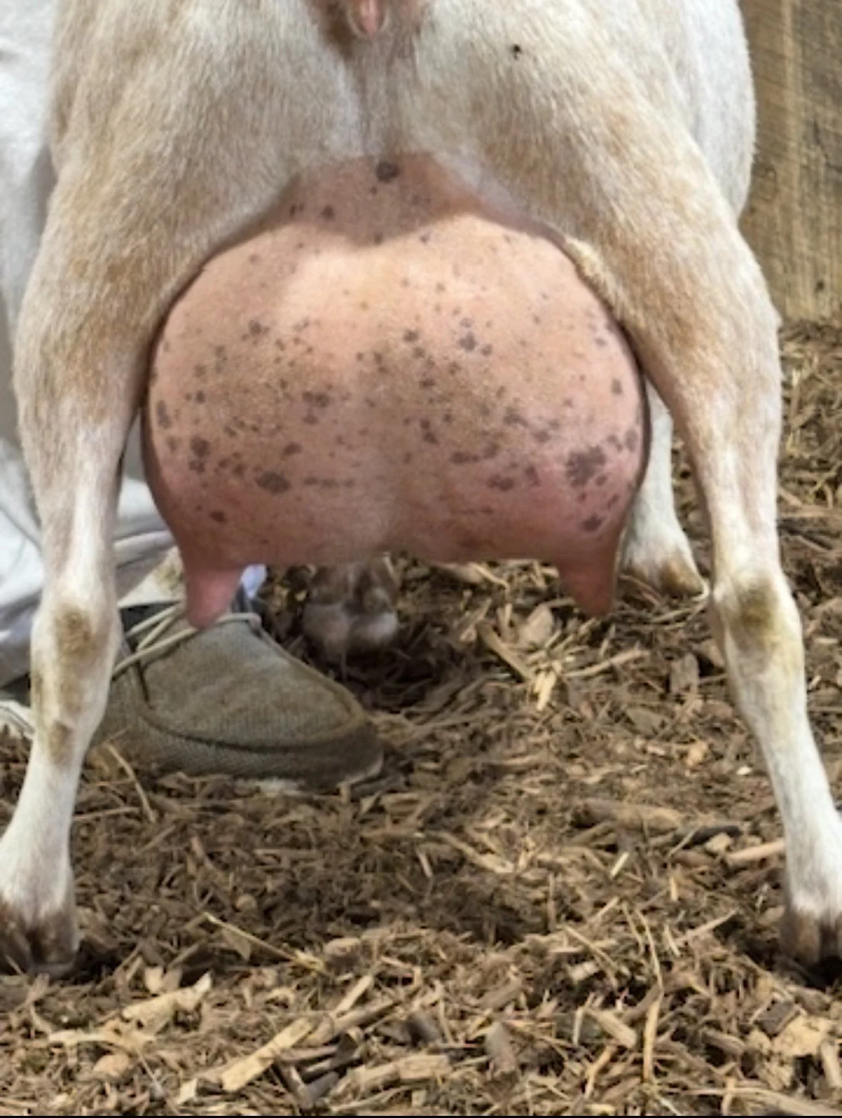 2025 udder
