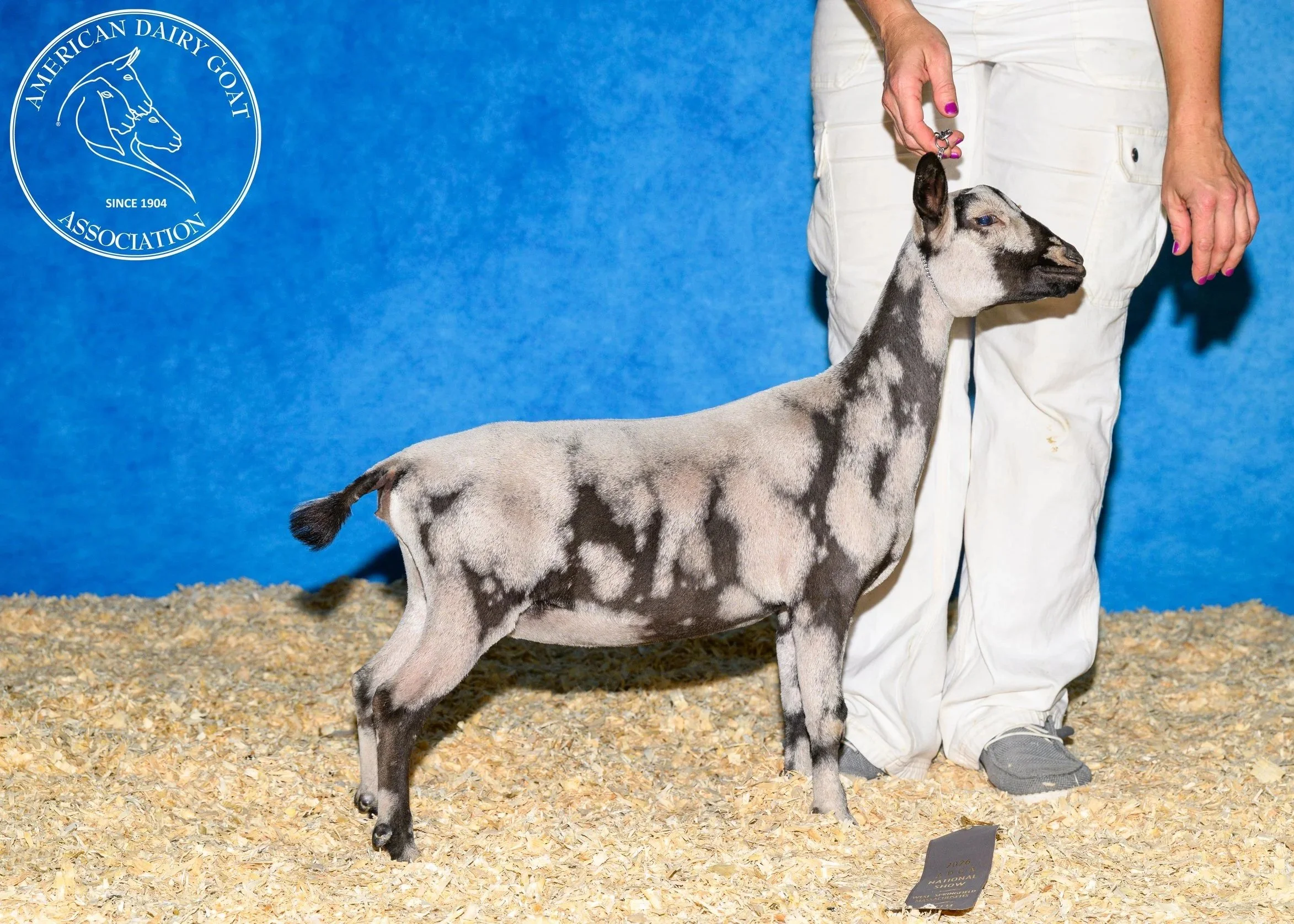 Chubb E Acres TH Velvet Malibu