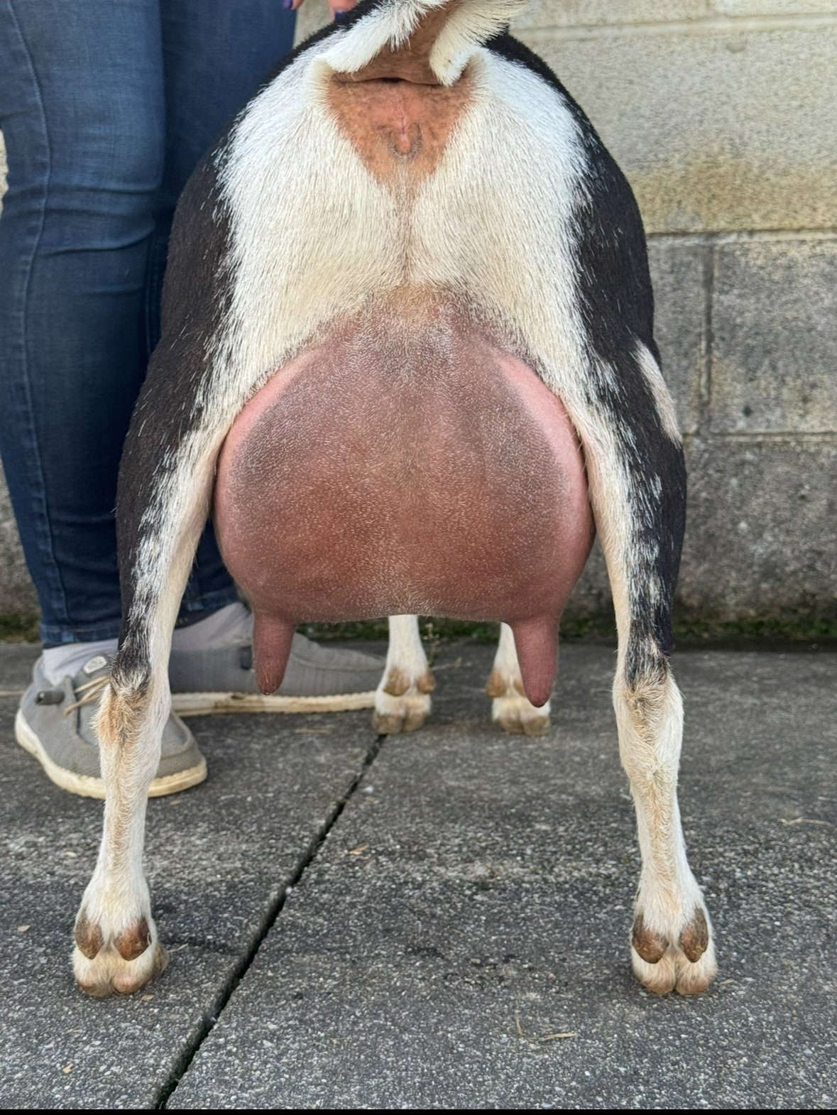 2025 udder (3rd Freshening)
