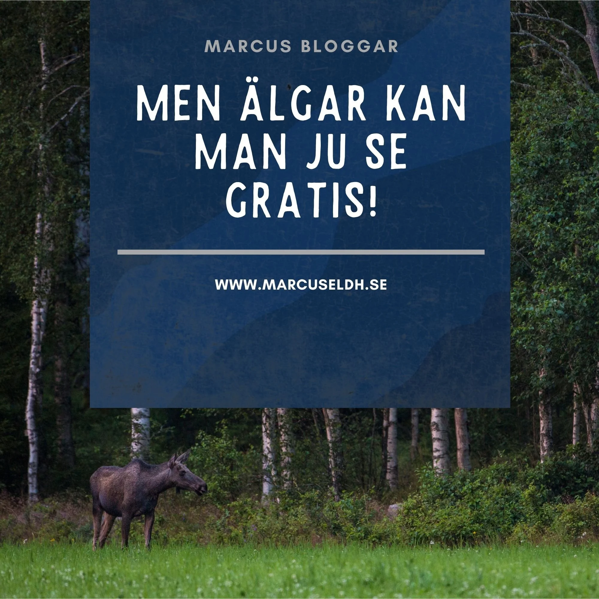 Men älgar kan man ju se gratis!