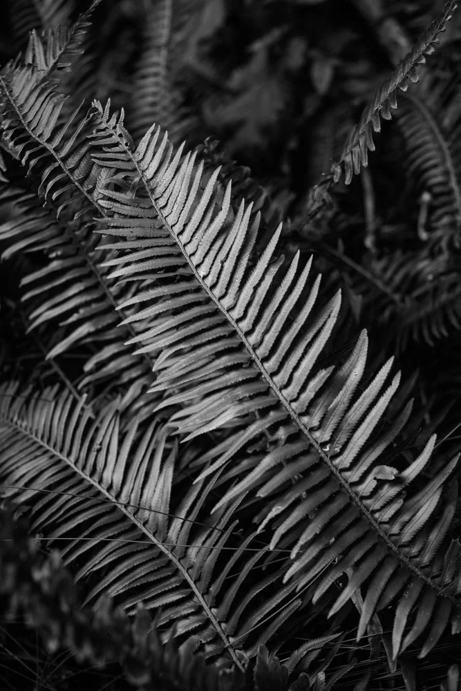 BREEZE CANADA BC STANISLAS LEDOUX 2026 PHOTOGRAPHIE NOIR ET BLANC