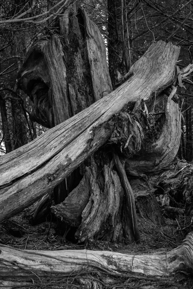 BREEZE CANADA BC STANISLAS LEDOUX 2026 PHOTOGRAPHIE NOIR ET BLANC
