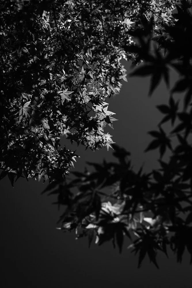 BREEZE CANADA BC STANISLAS LEDOUX 2026 PHOTOGRAPHIE NOIR ET BLANC