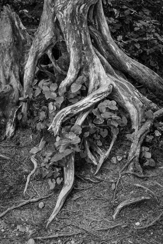 BREEZE CANADA BC STANISLAS LEDOUX 2026 PHOTOGRAPHIE NOIR ET BLANC