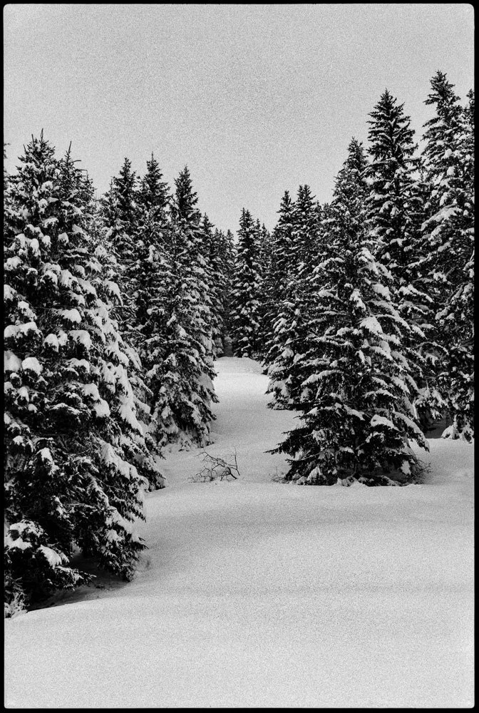 Forêt enneigée avec des arbres conifères recouverts de neige, sous un ciel gris.