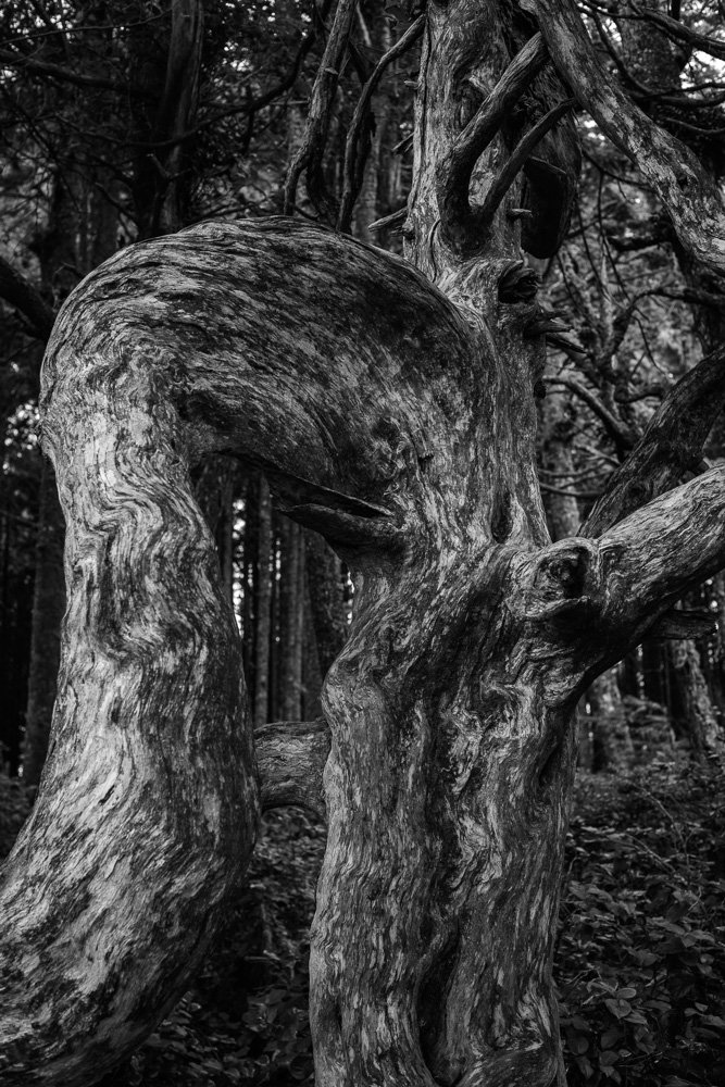 BREEZE CANADA BC STANISLAS LEDOUX 2026 PHOTOGRAPHIE NOIR ET BLANC